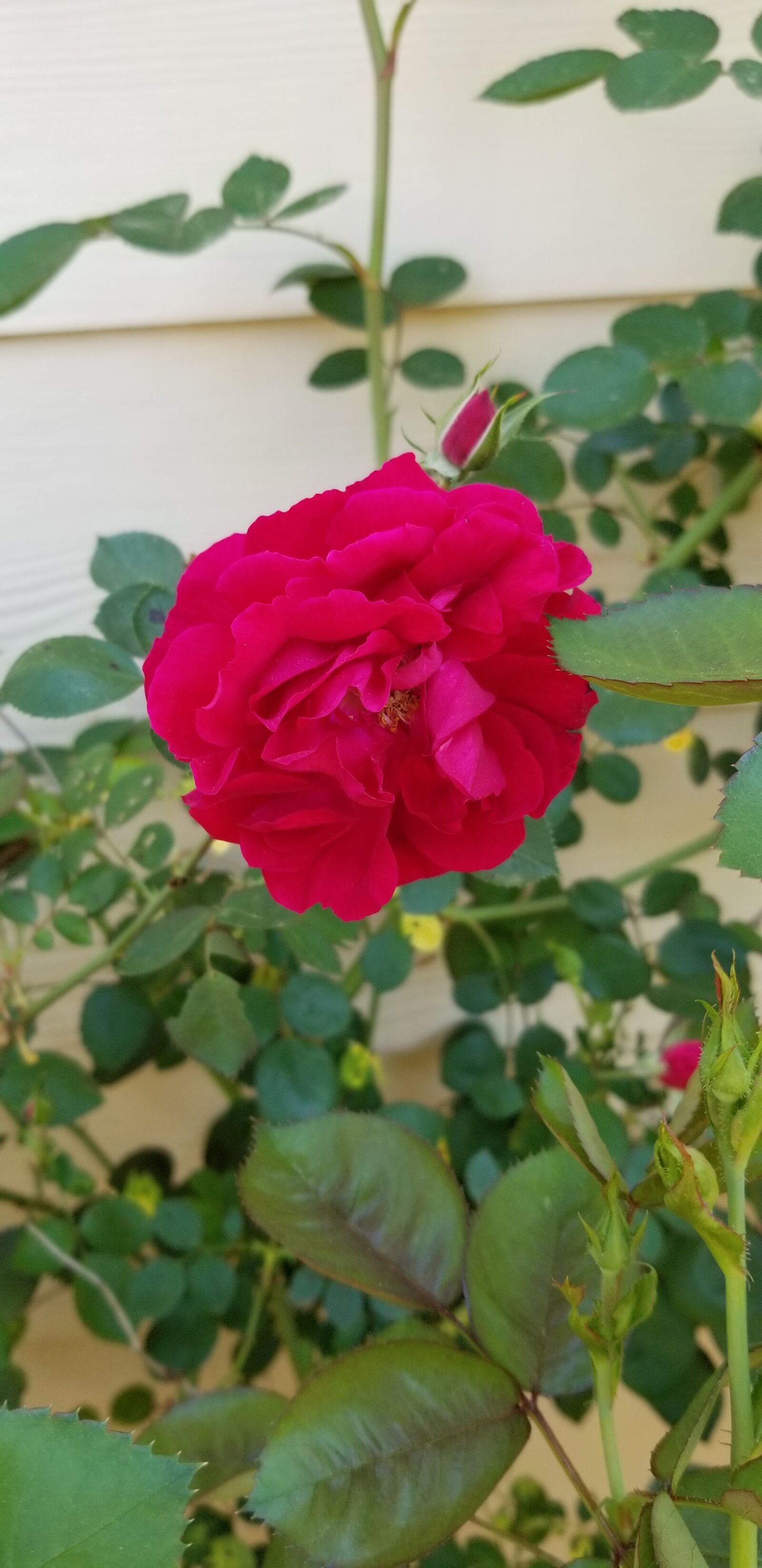Samsung Galaxy S8 sample photo. Rose, plant, flower photography
