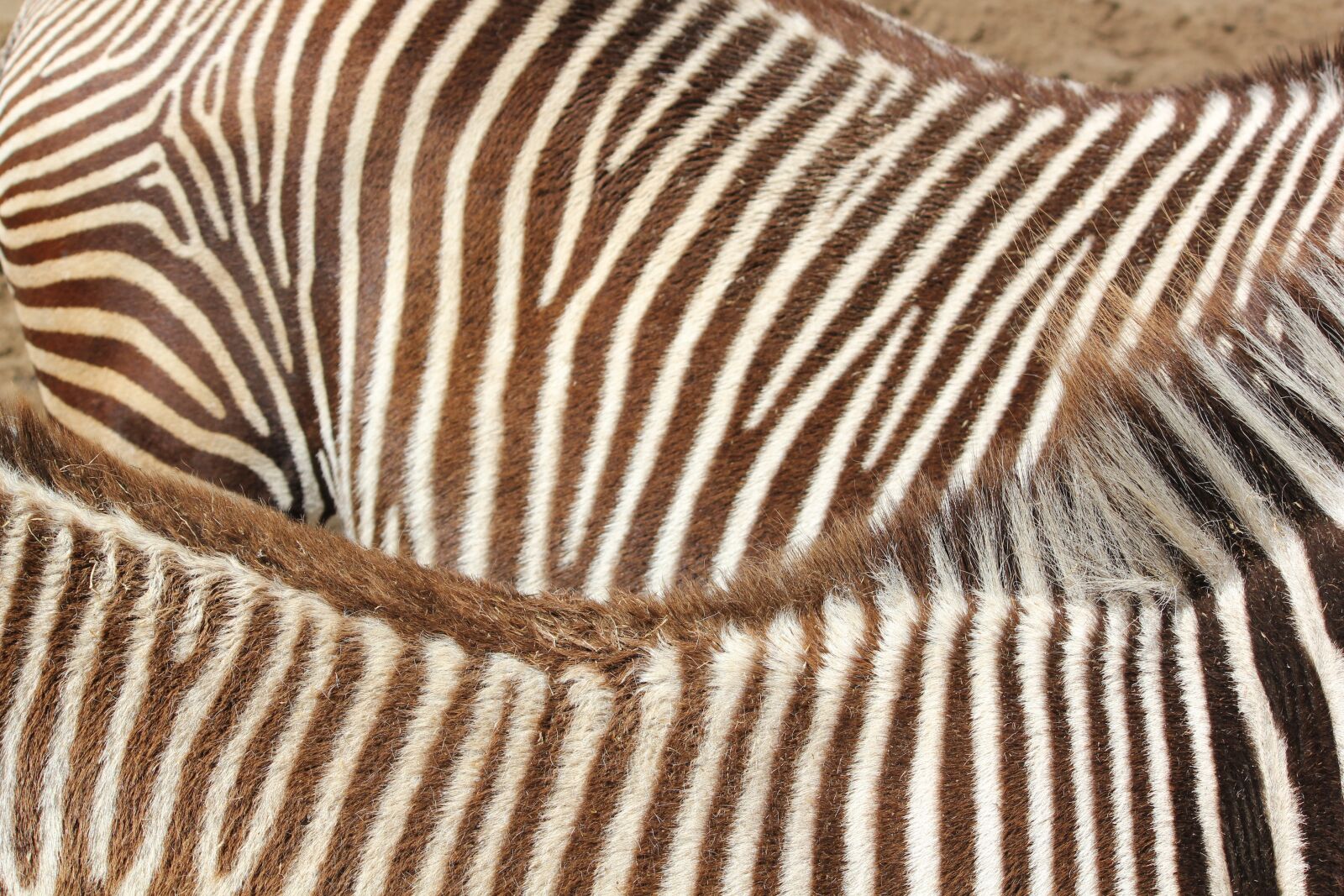 Canon EOS 550D (EOS Rebel T2i / EOS Kiss X4) sample photo. Zebra, model, stripe photography