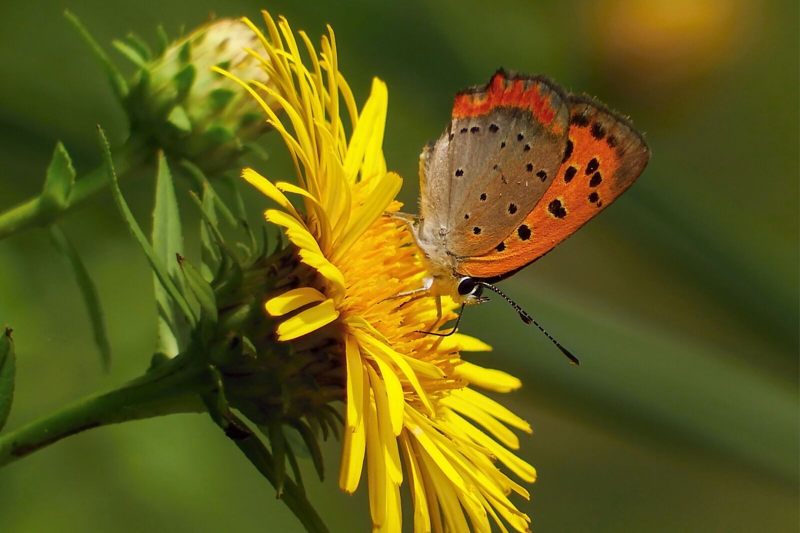 Fujifilm FinePix S1 sample photo. Japan, natural, insect photography