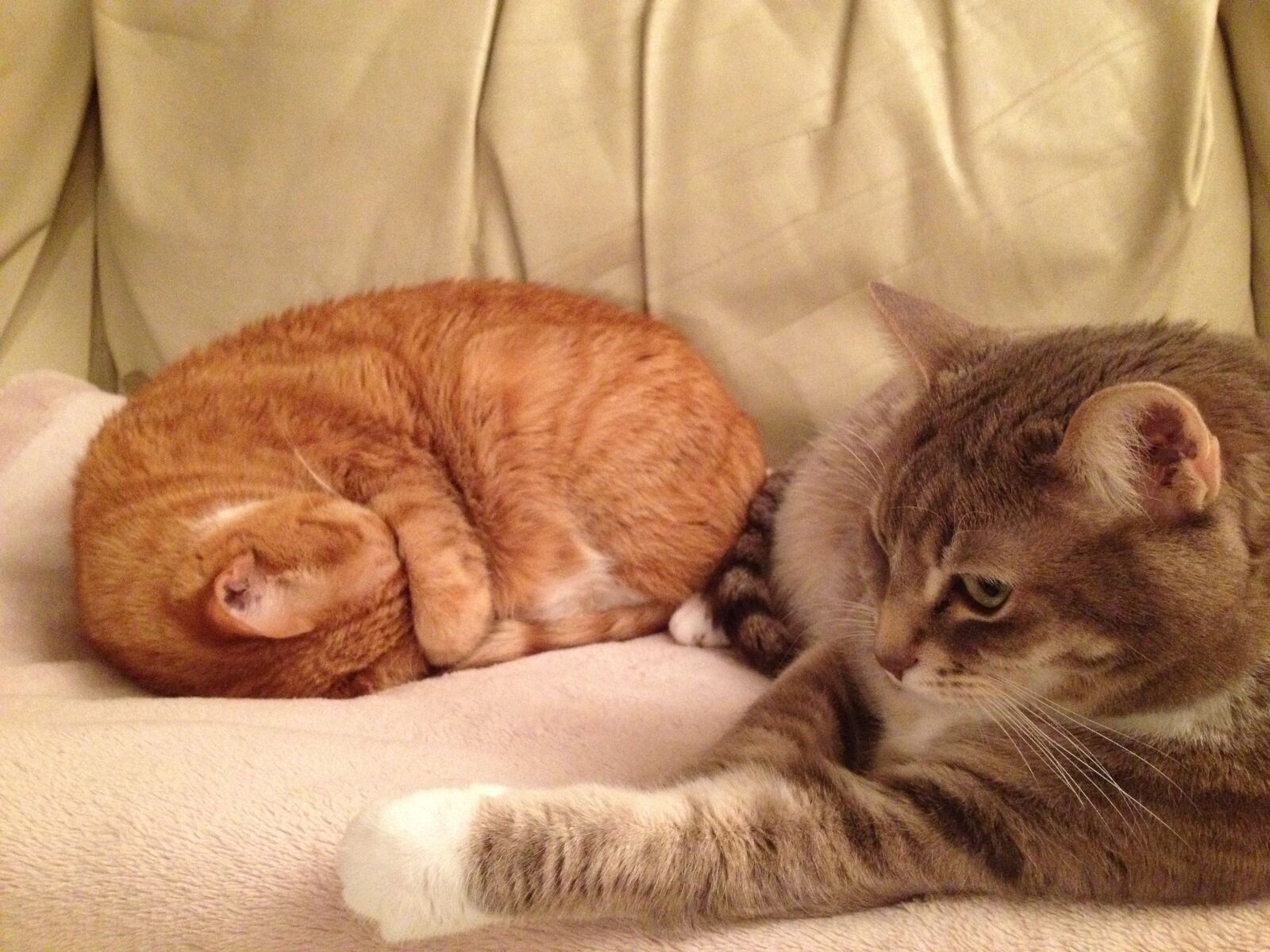 Apple iPhone 4S sample photo. Cats, naptime, buddies photography