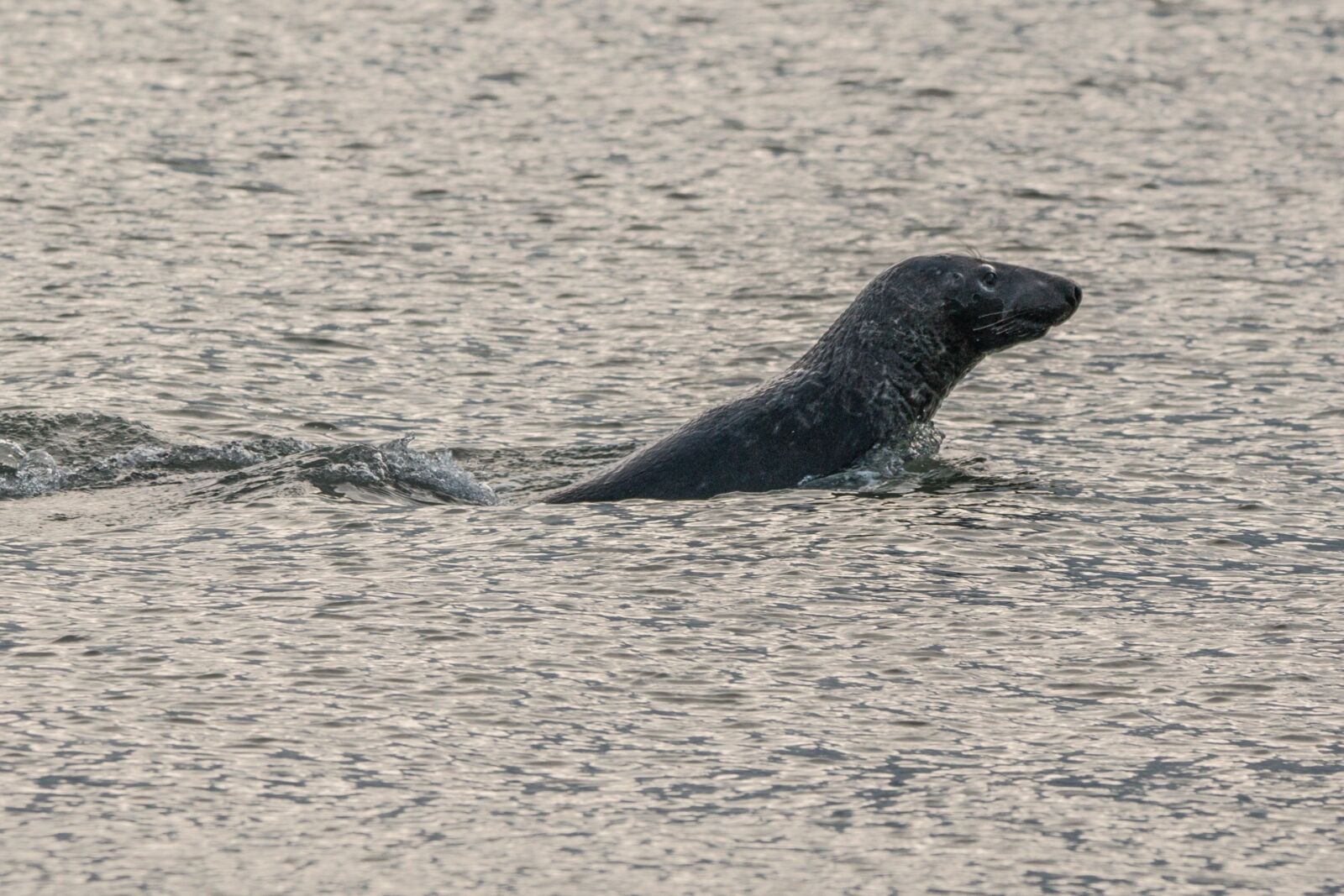 150-600mm F5-6.3 DG OS HSM | Contemporary 015 sample photo. Robbe, grey seal, helgoland photography