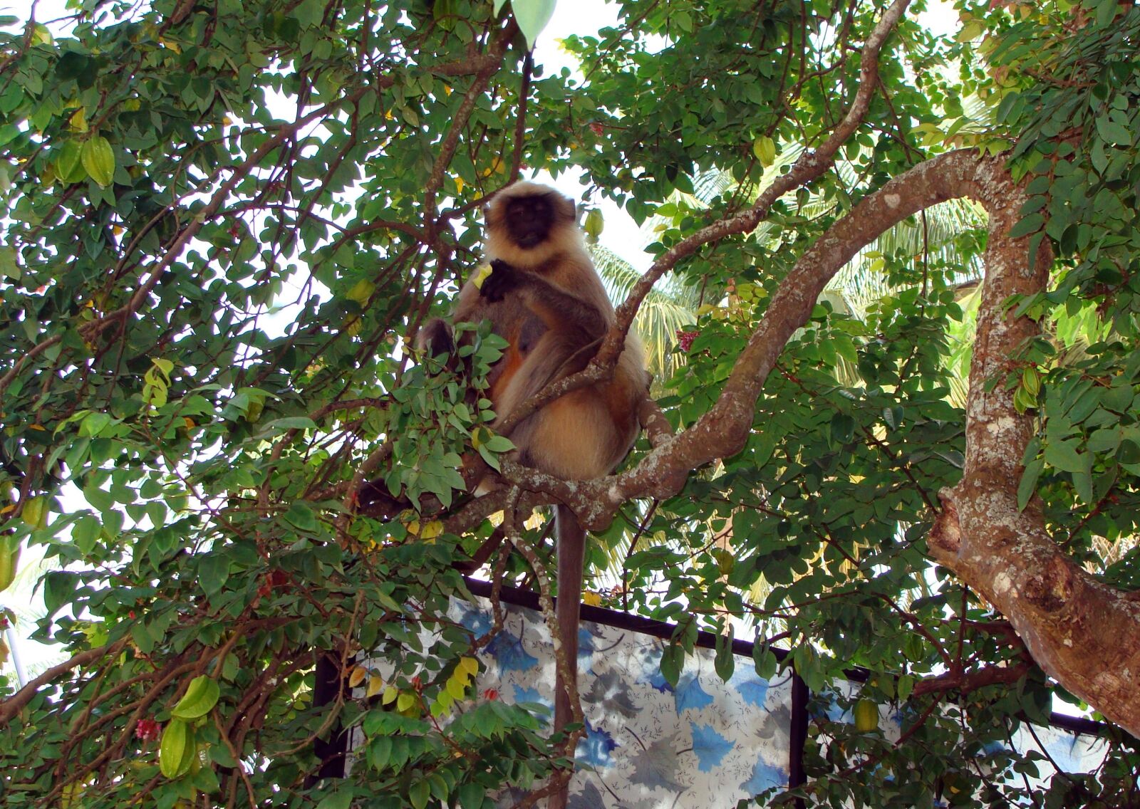 Sony Cyber-shot DSC-H10 sample photo. Monkey, hanuman, langur photography