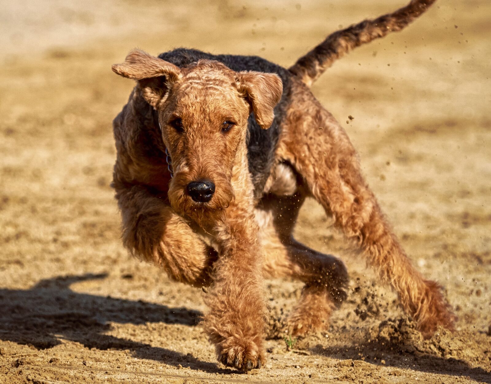 Canon EOS 80D sample photo. Dog, dog racing, greyhounds photography