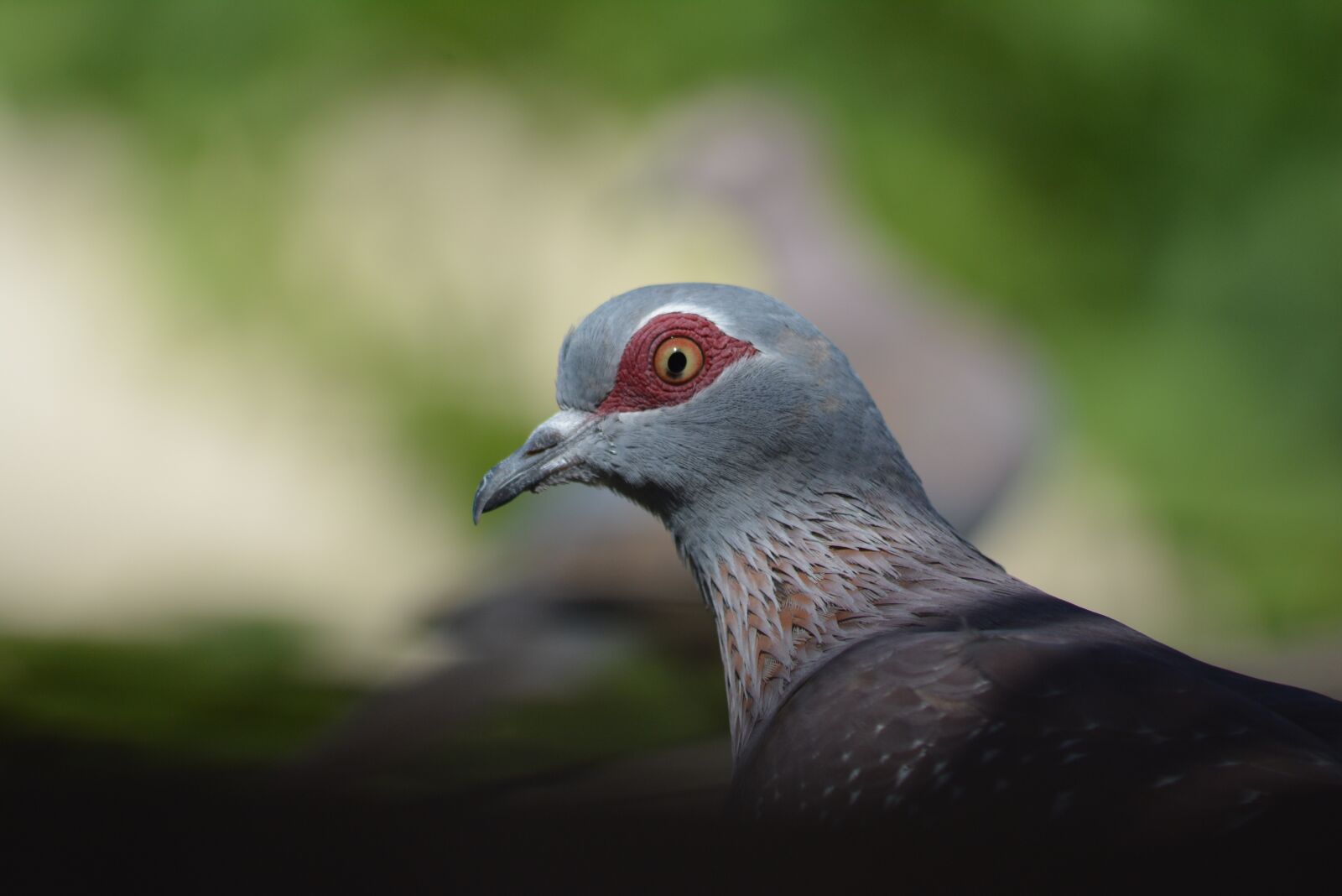 Nikon D5200 sample photo. Wildlife, bird, nature photography