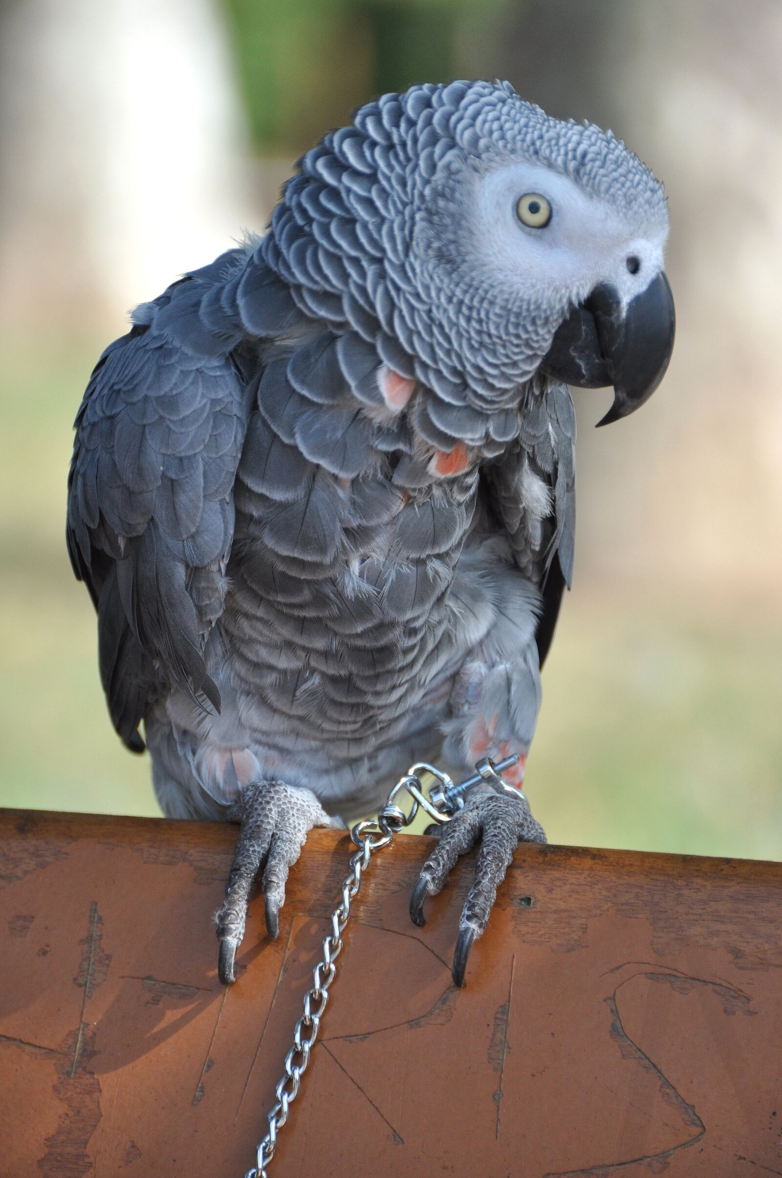 Nikon D90 sample photo. Parrot, grey, gabon photography
