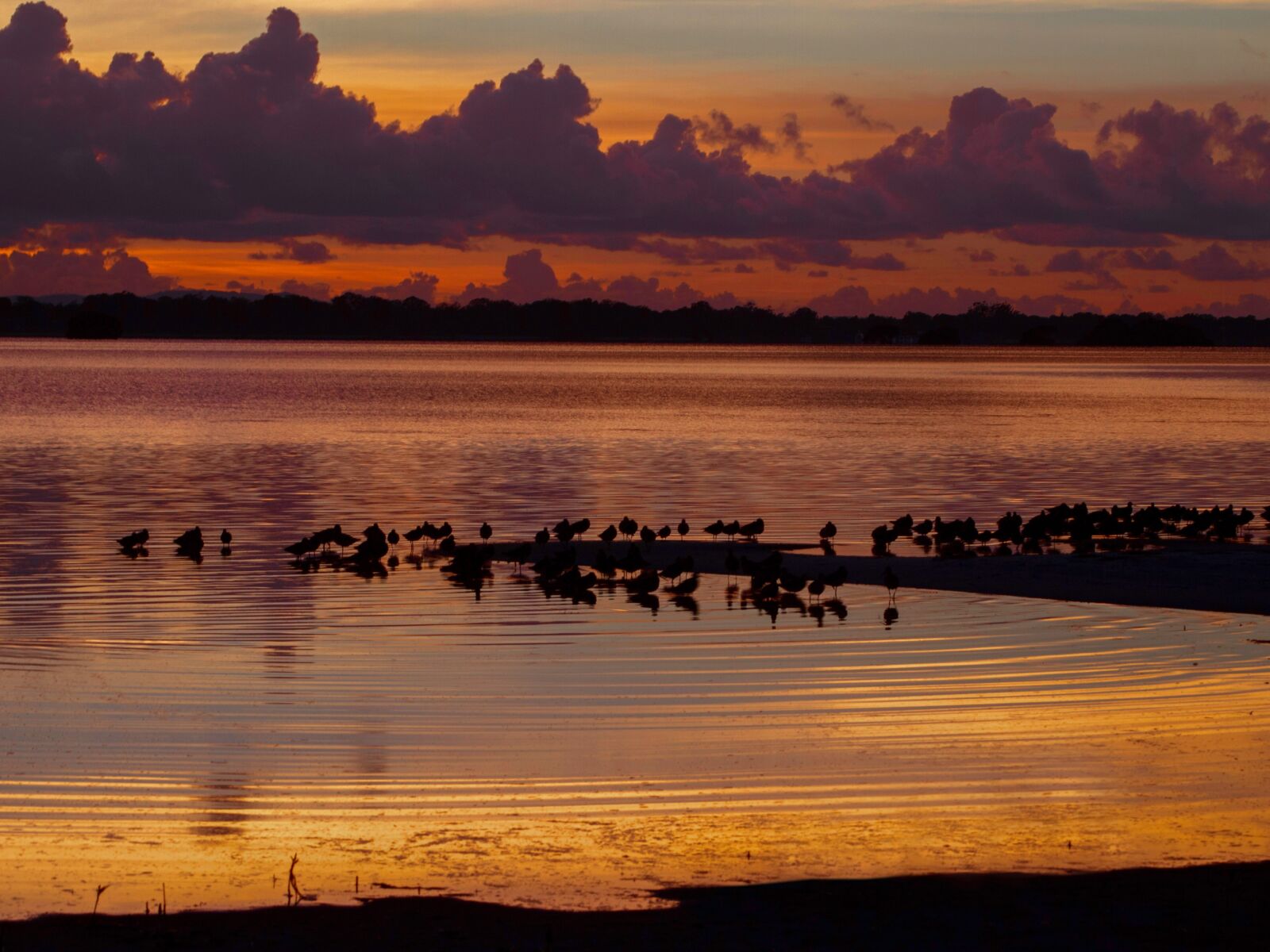 Olympus PEN E-P3 sample photo. Sunset, birds, roosting photography