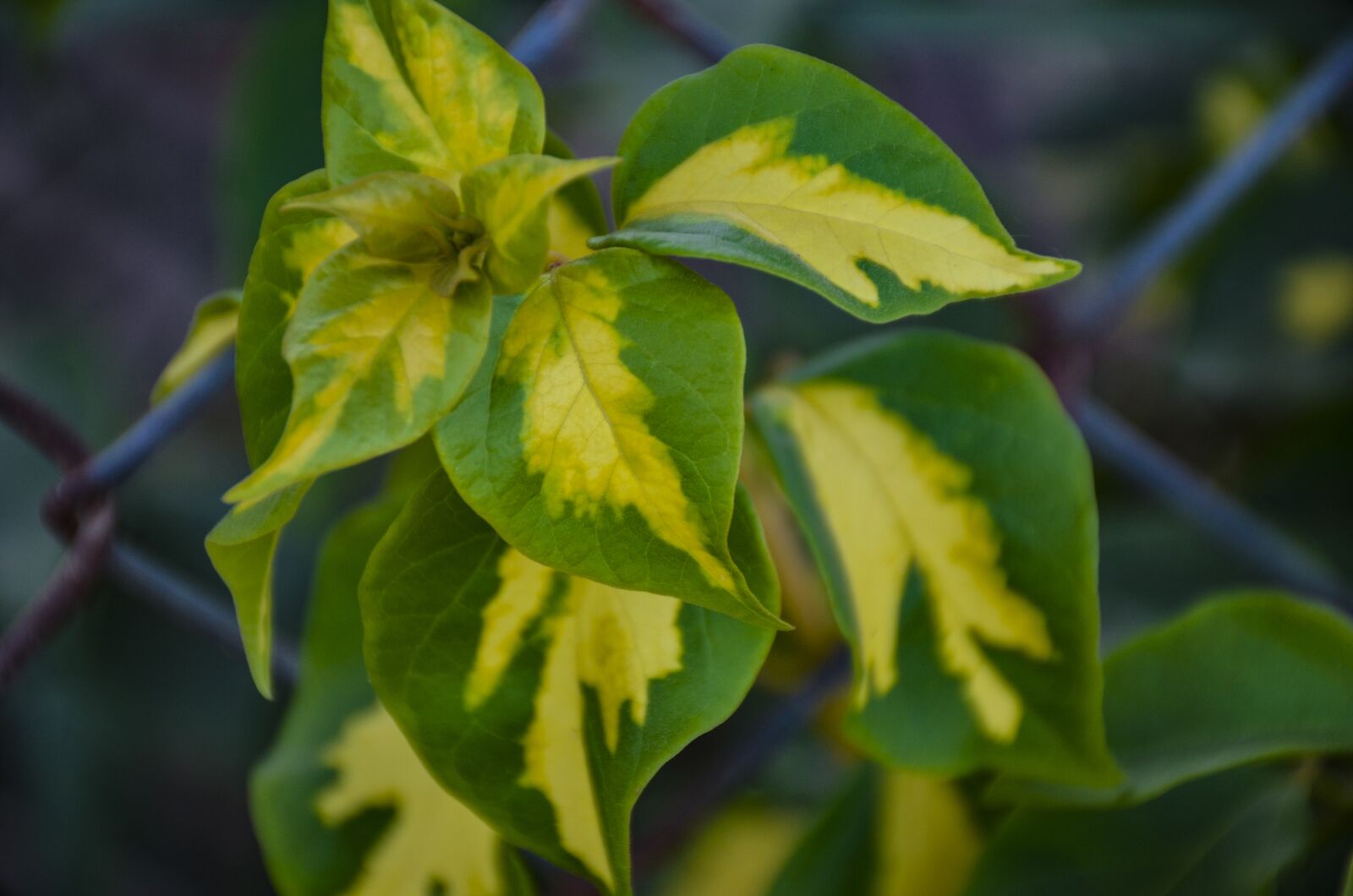 Nikon D7000 sample photo. Autumn leaf, flowers leaf photography