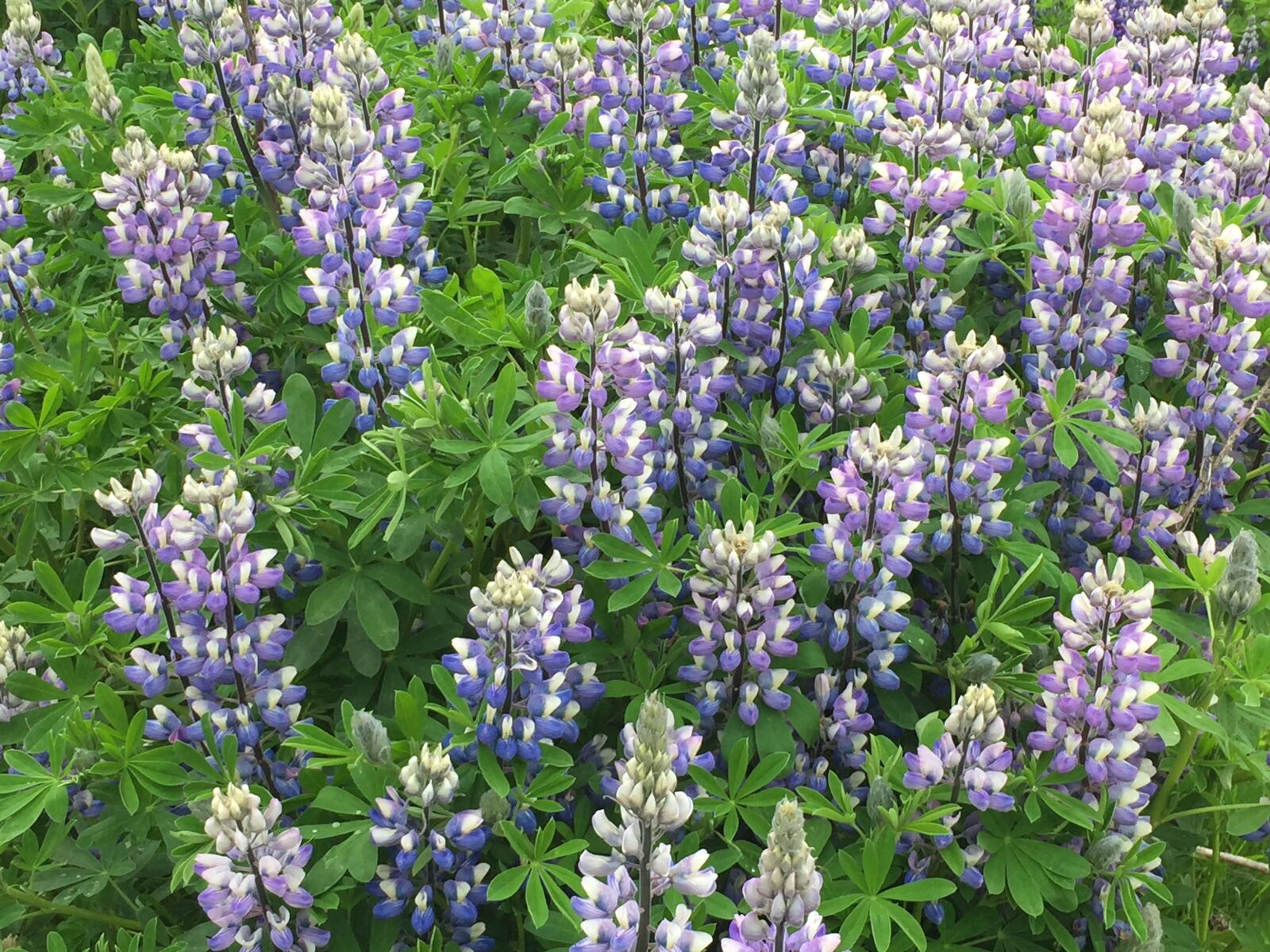 Apple iPhone 6 sample photo. Lupin, field, iceland photography