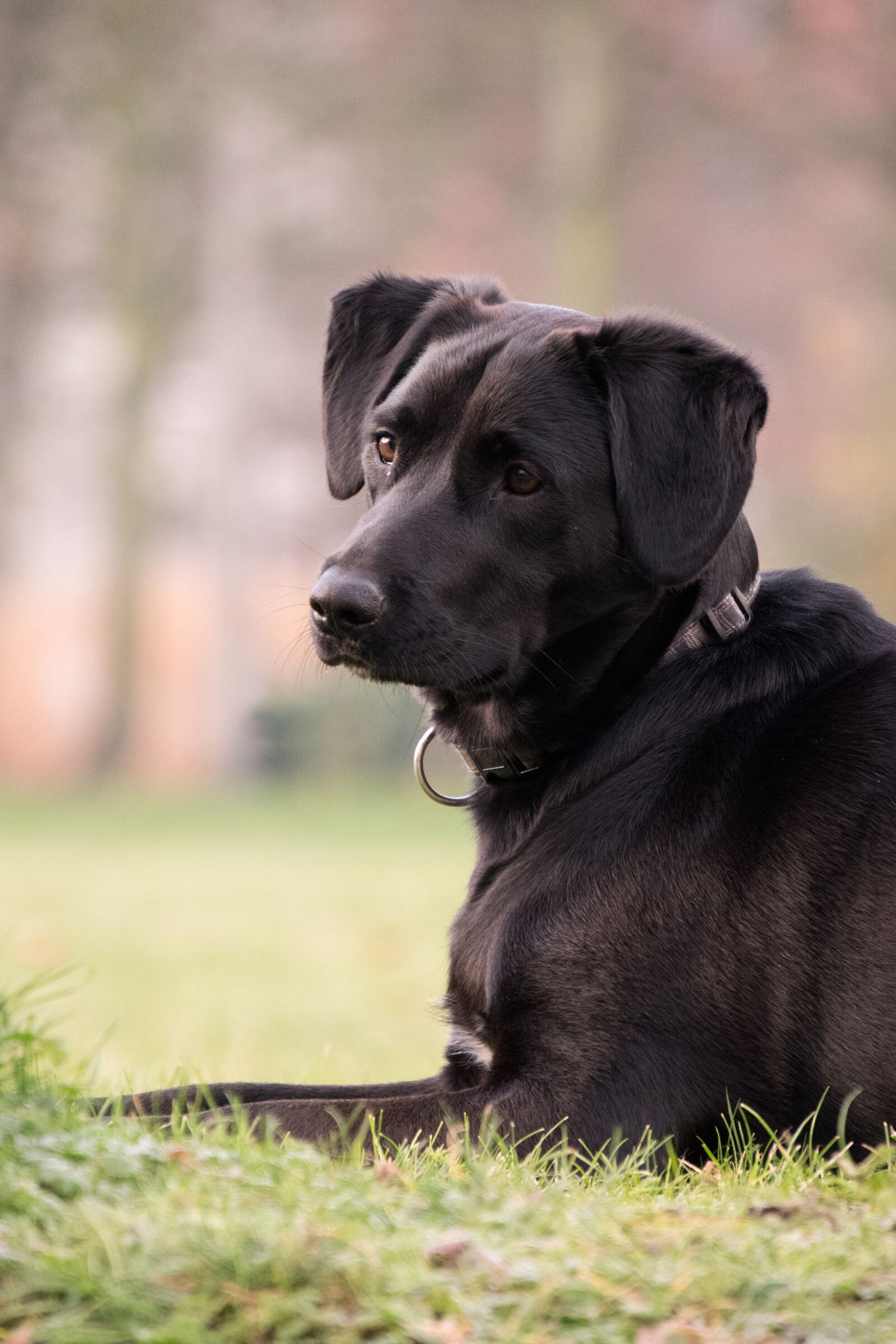 Nikon D3300 sample photo. Dog, animal, concerns photography