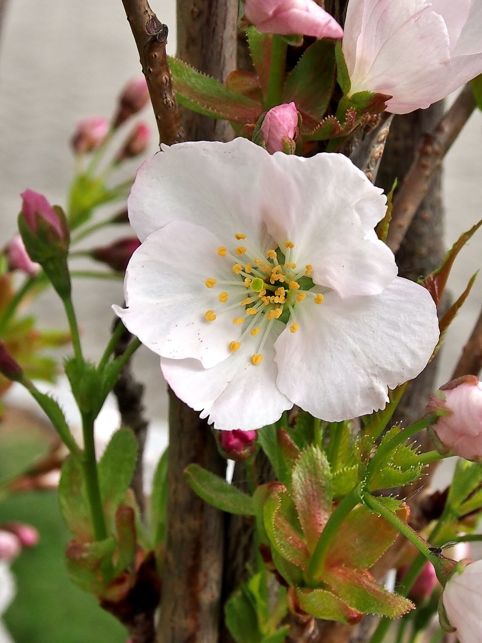 Olympus OM-D E-M5 sample photo. Flower, cherry tree, blossom photography