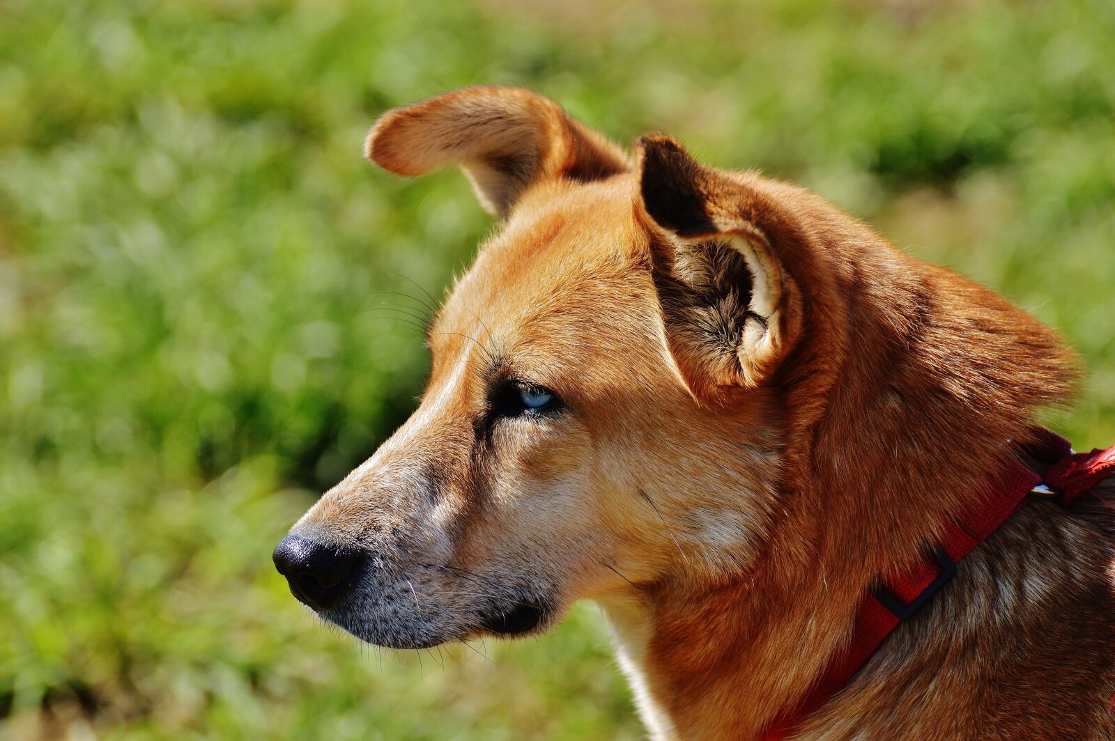 Nikon D3200 sample photo. Dog, animal, pet photography