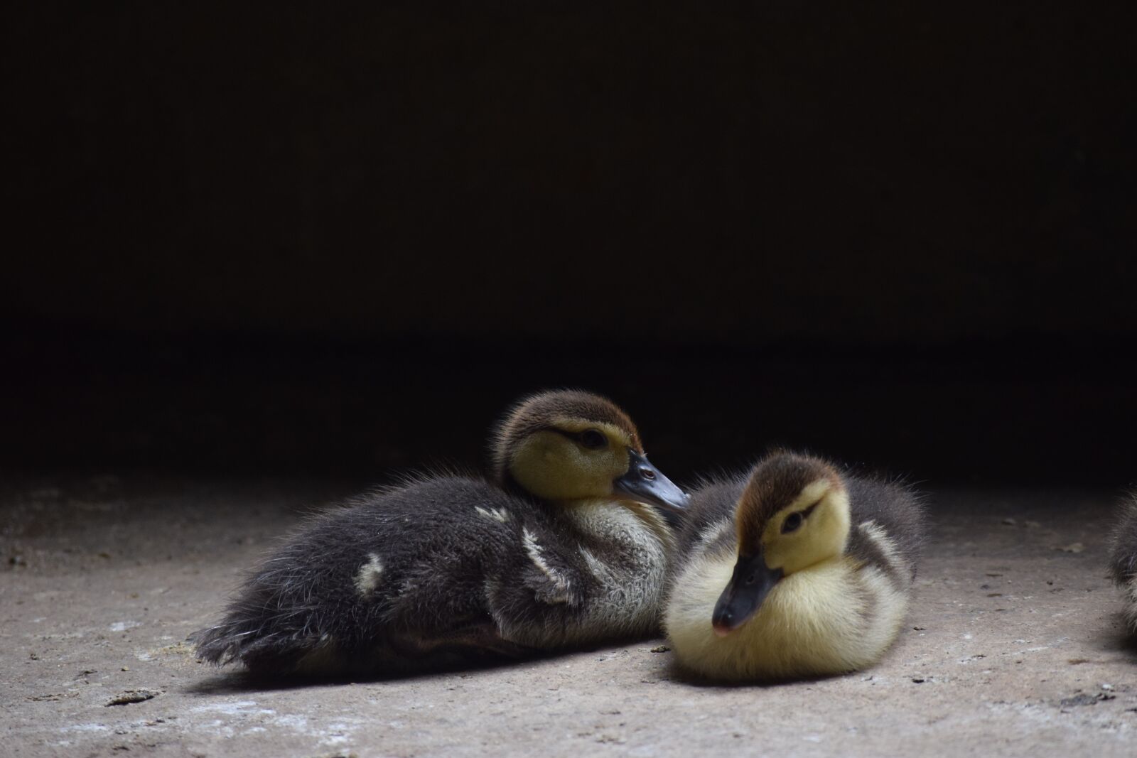 Nikon D3300 sample photo. Animal, wait for you photography