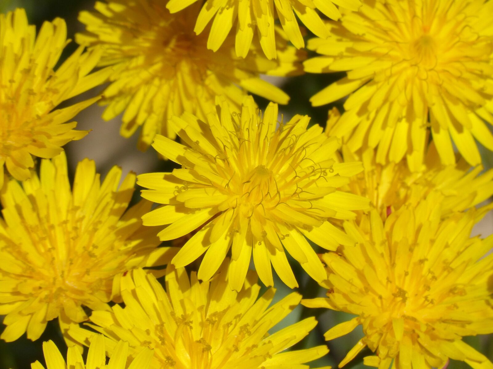 Panasonic DMC-FZ62 sample photo. Yellow flower, dandelion, background photography