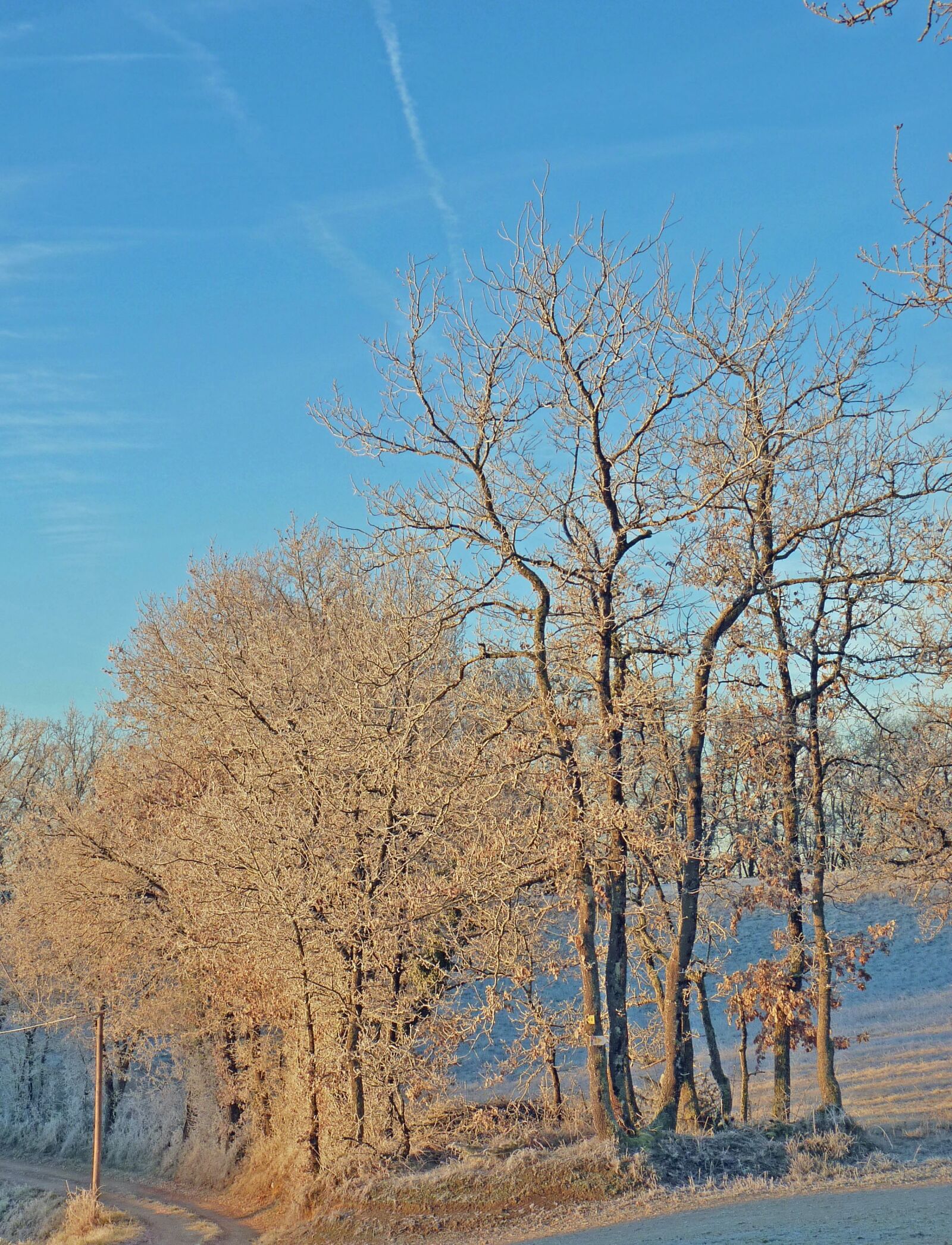 Panasonic Lumix DMC-FZ35 (Lumix DMC-FZ38) sample photo. Gel, frost, winter photography