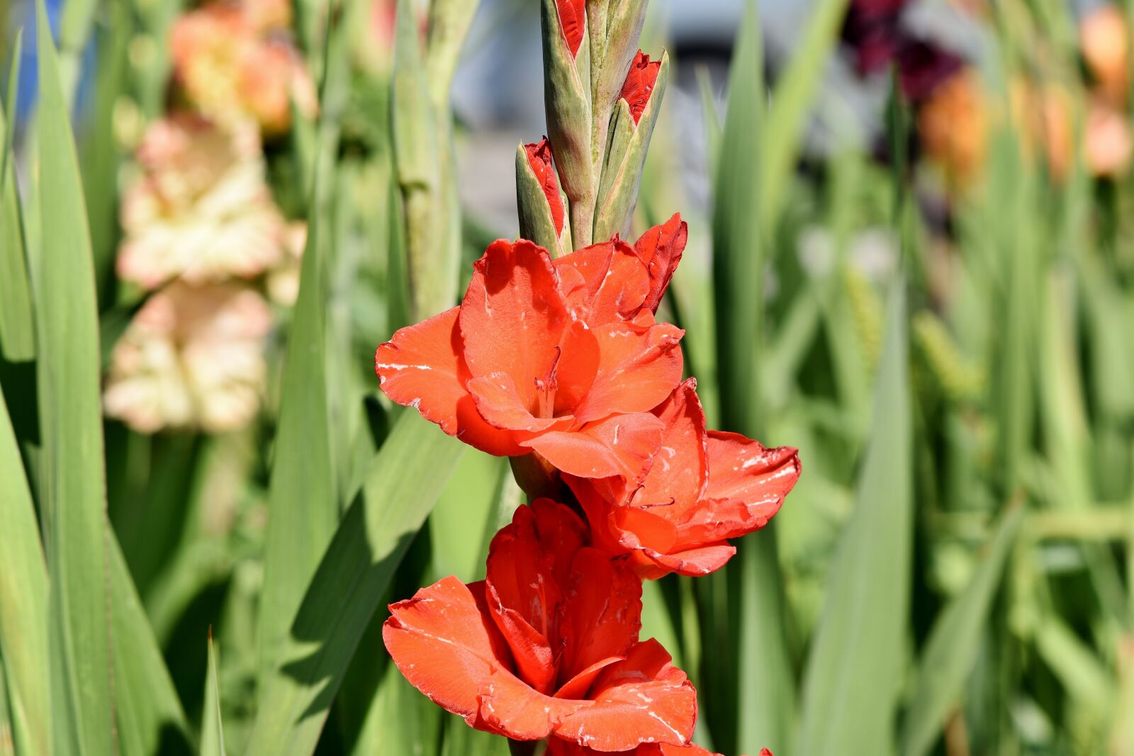 Nikon D7200 sample photo. Gladiolus, gladidus, butterfly greenhouse photography
