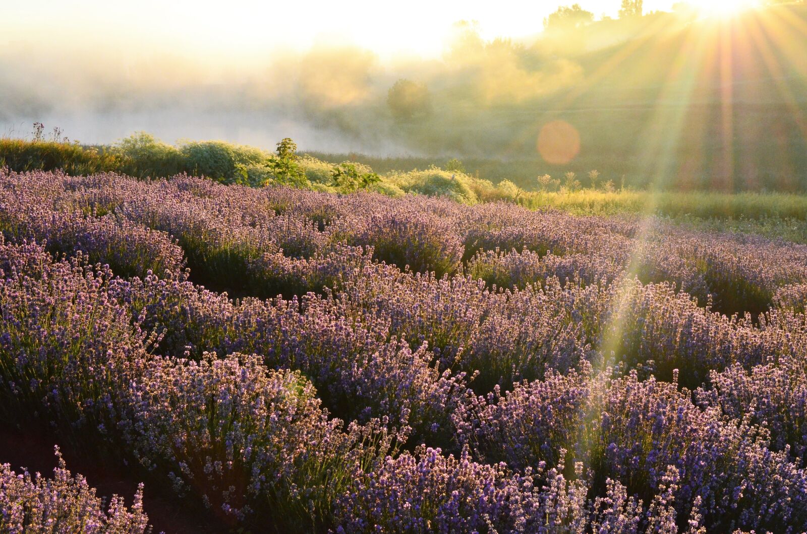 Nikon D5100 sample photo. Field, horizon, lavender photography