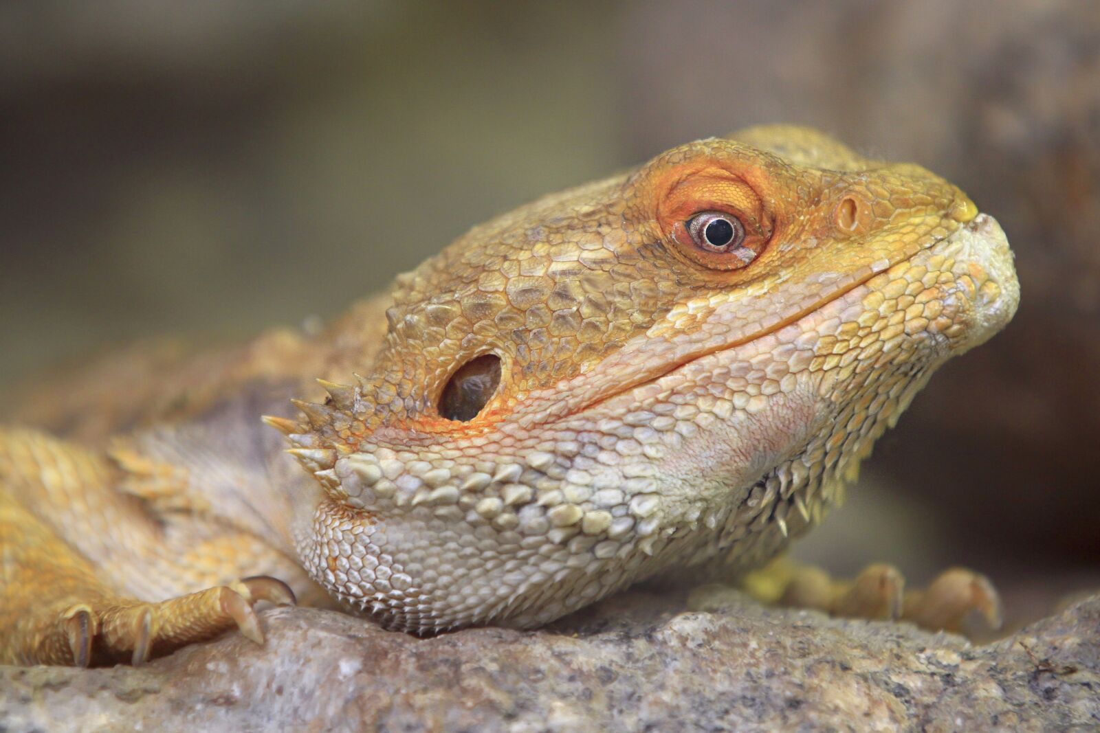 Canon EOS 7D + Canon EF 70-200mm F2.8L IS II USM sample photo. Animal, reptile, lizard photography