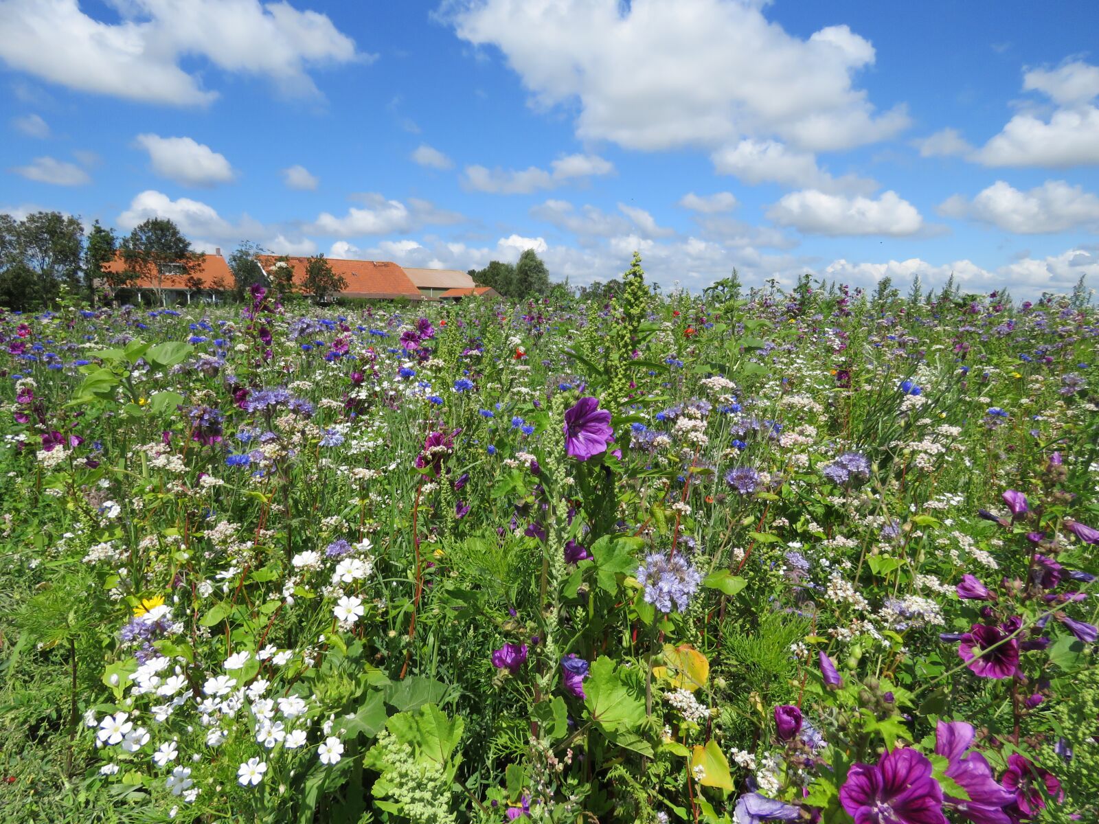 Canon PowerShot SX60 HS sample photo. Flowers, field, summer photography