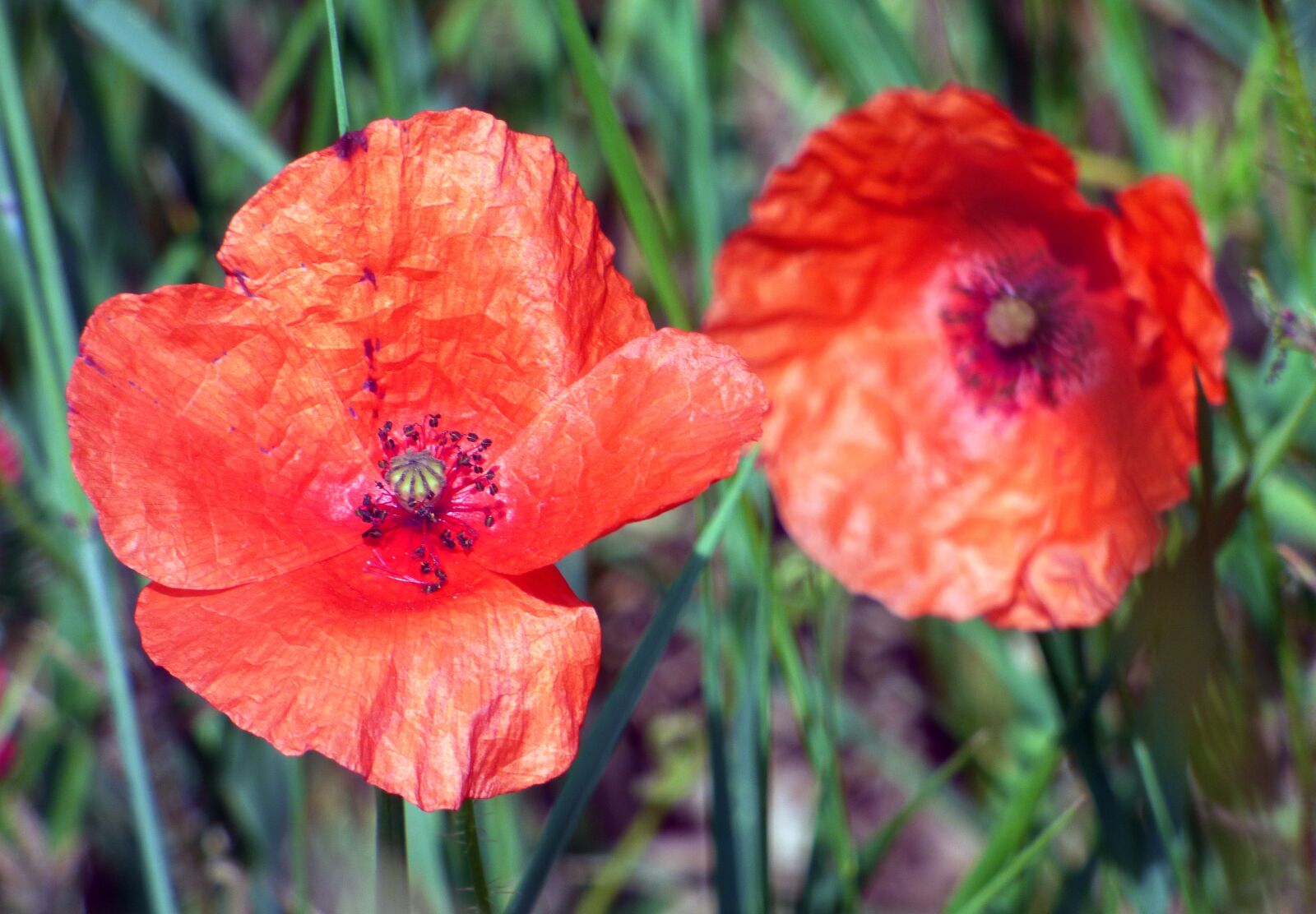 Panasonic DMC-FZ72 sample photo. Poppies, flower, fields photography