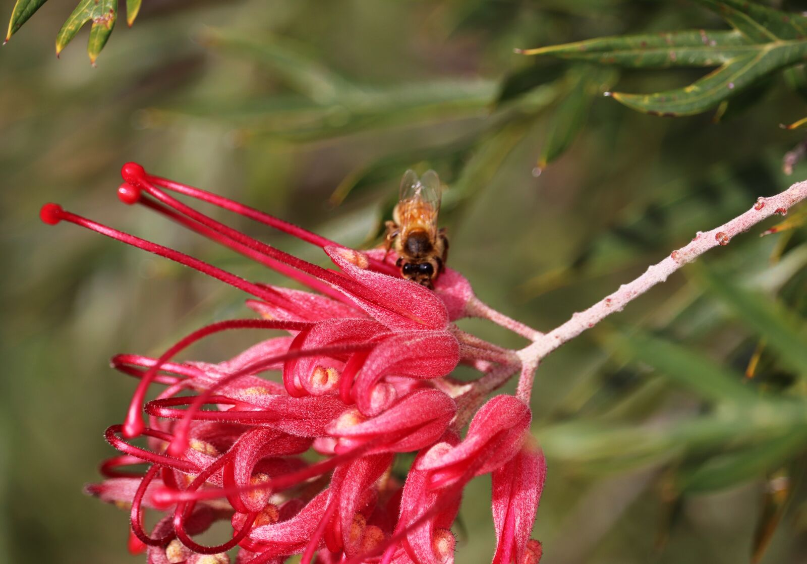 Canon EF-S 55-250mm F4-5.6 IS STM sample photo. Flower, grevillea, australian photography