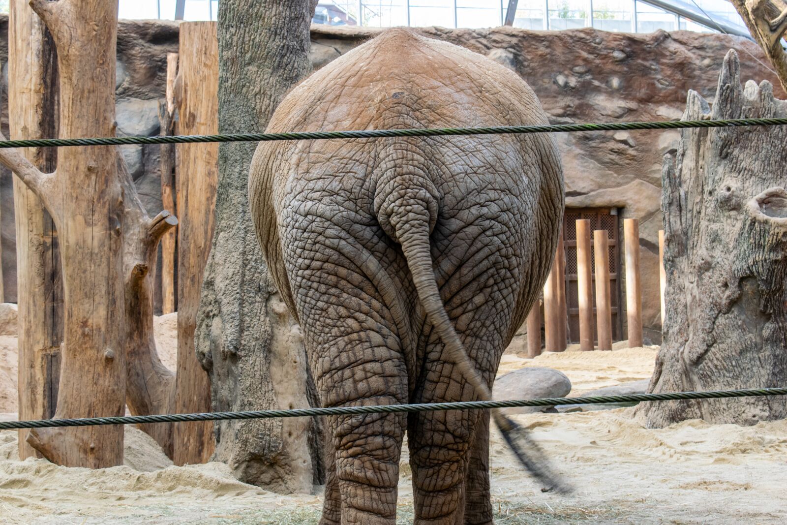 Nikon D5300 sample photo. Elephant, zoo, rump photography