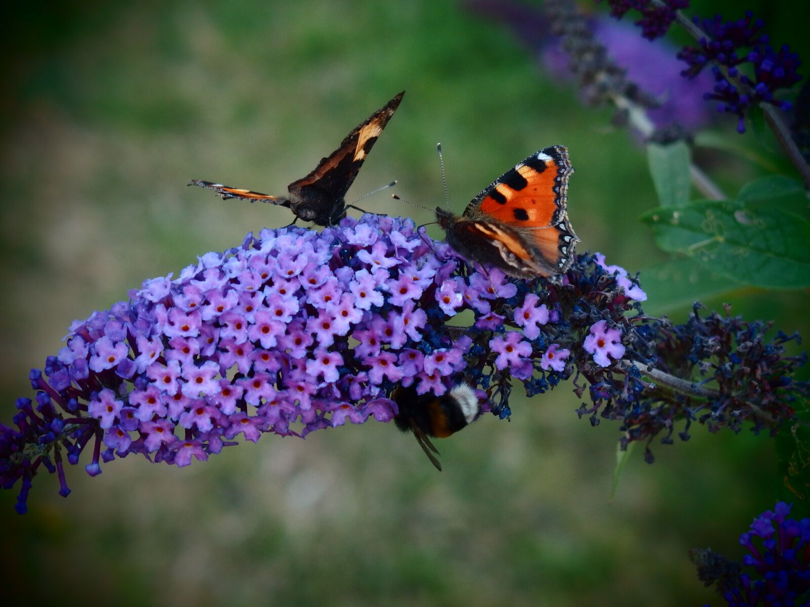 Olympus Stylus XZ-10 sample photo. Butterfly, butterfly bush, butterfly photography