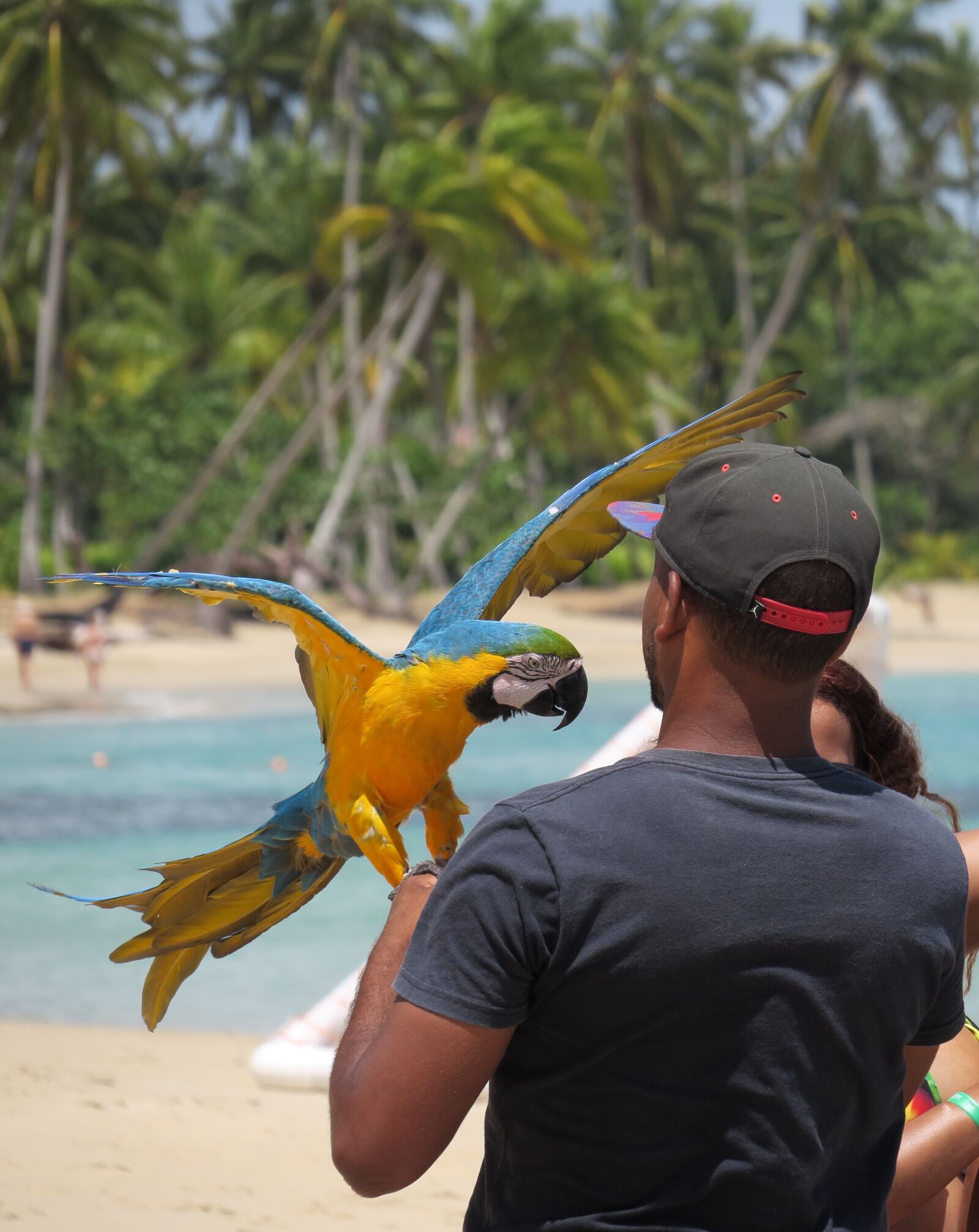 Canon PowerShot G3 X sample photo. Parrot, beach, bird photography