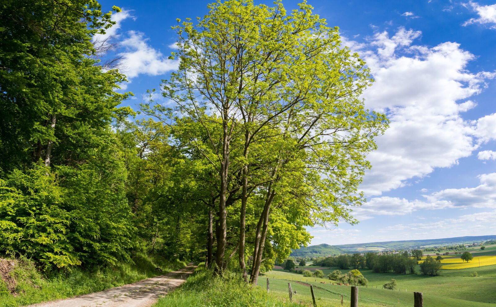 Nikon D5500 sample photo. Landscape, summer, forest photography