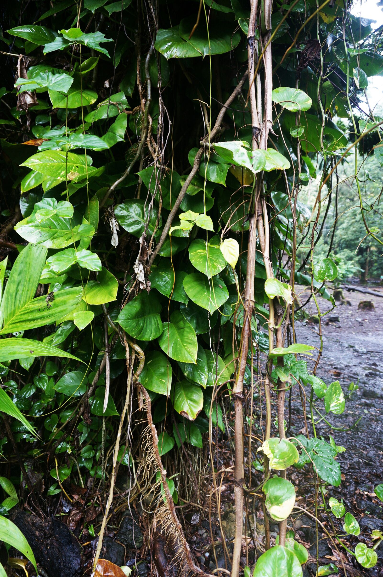 Sony Alpha NEX-5T + Sony E 16-50mm F3.5-5.6 PZ OSS sample photo. Hawaii, plants, jungle photography