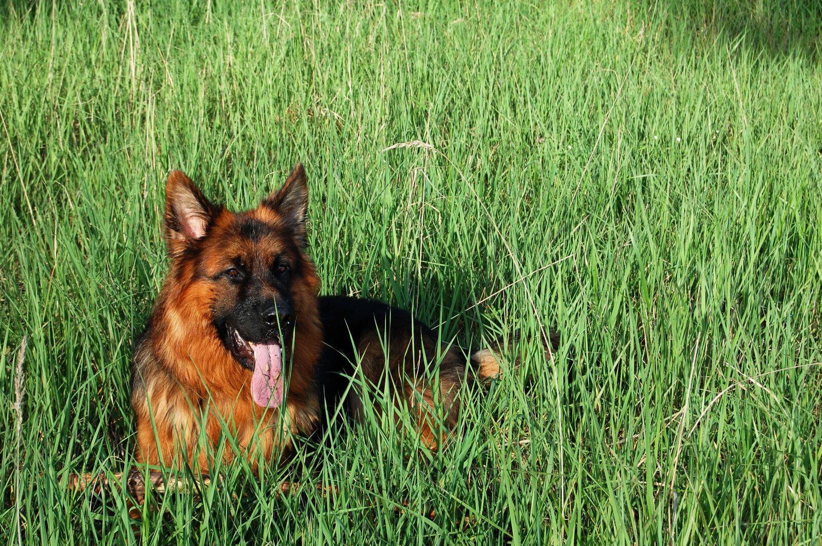 Nikon D40 sample photo. German shepherd, friend, dog photography