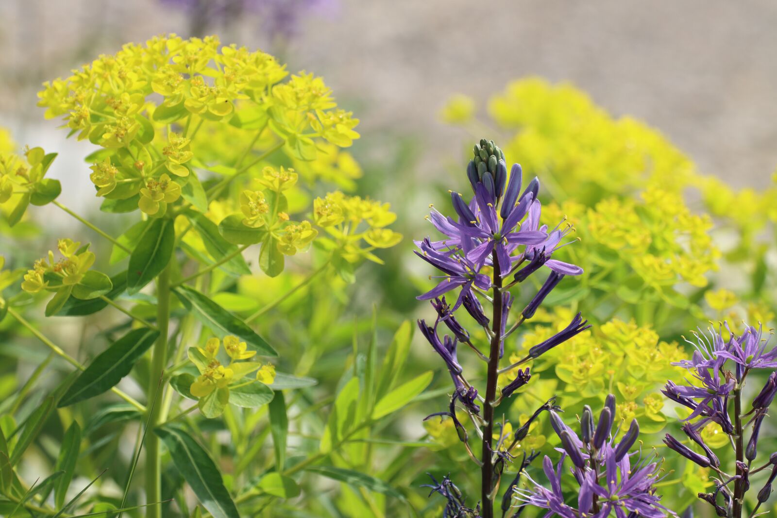 Canon EOS 90D sample photo. Flowers, shrub, blossom photography