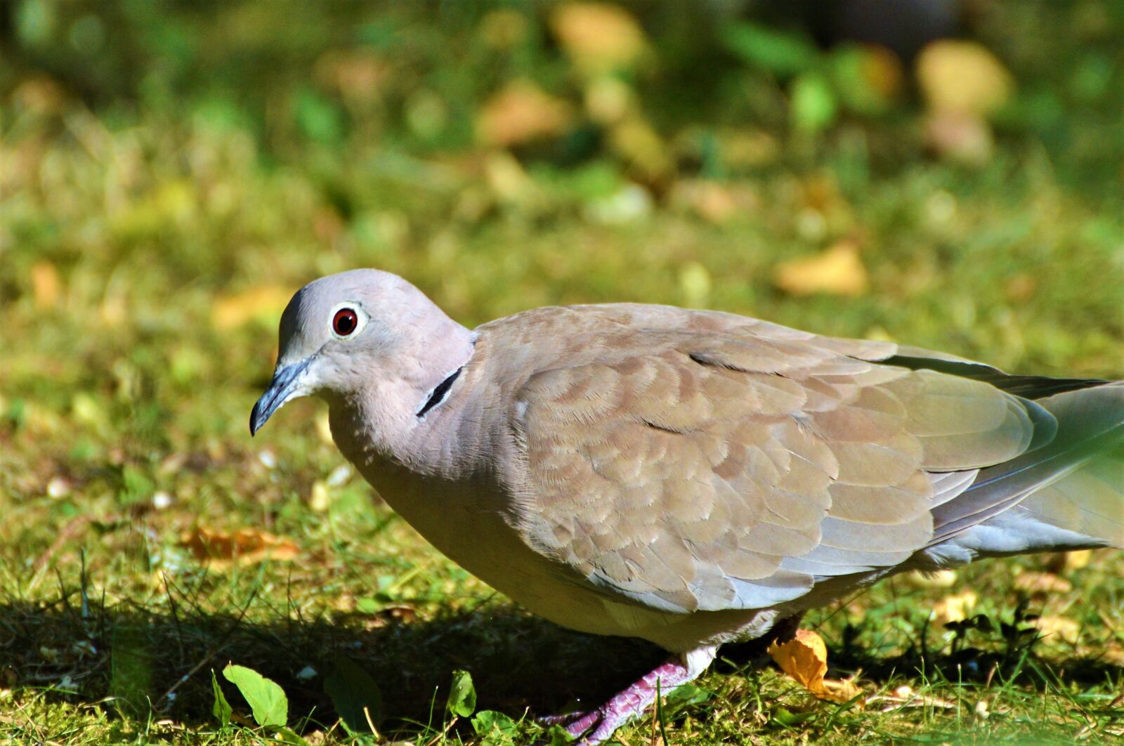 Nikon D3200 sample photo. Dove, collared, bird photography