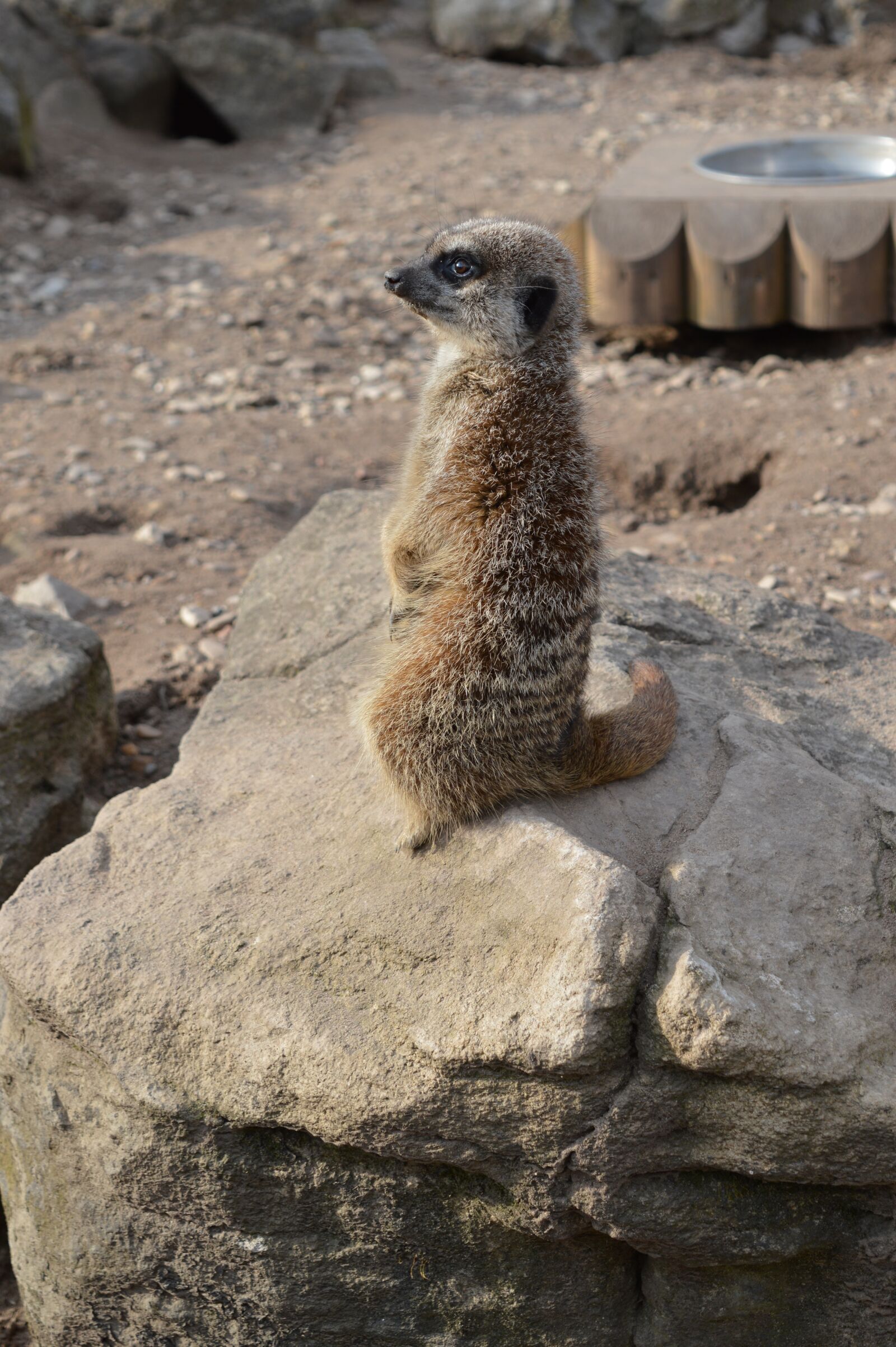 Nikon D3200 sample photo. Pet, surykatka, zoo photography