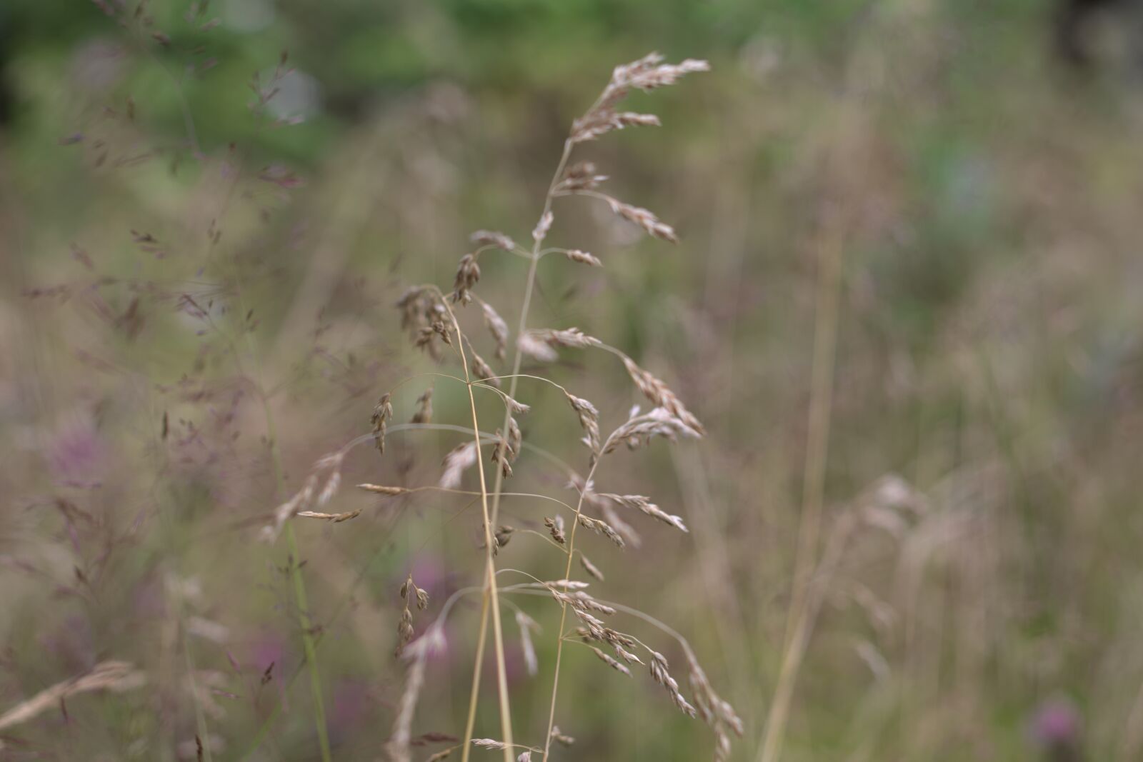 Pentax K-70 sample photo. Nature, plant, grass photography