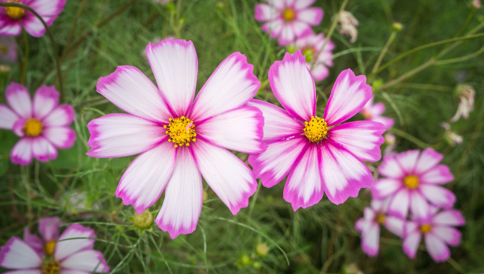 Sony Alpha NEX-5N sample photo. Cosmos, autumn, nature photography