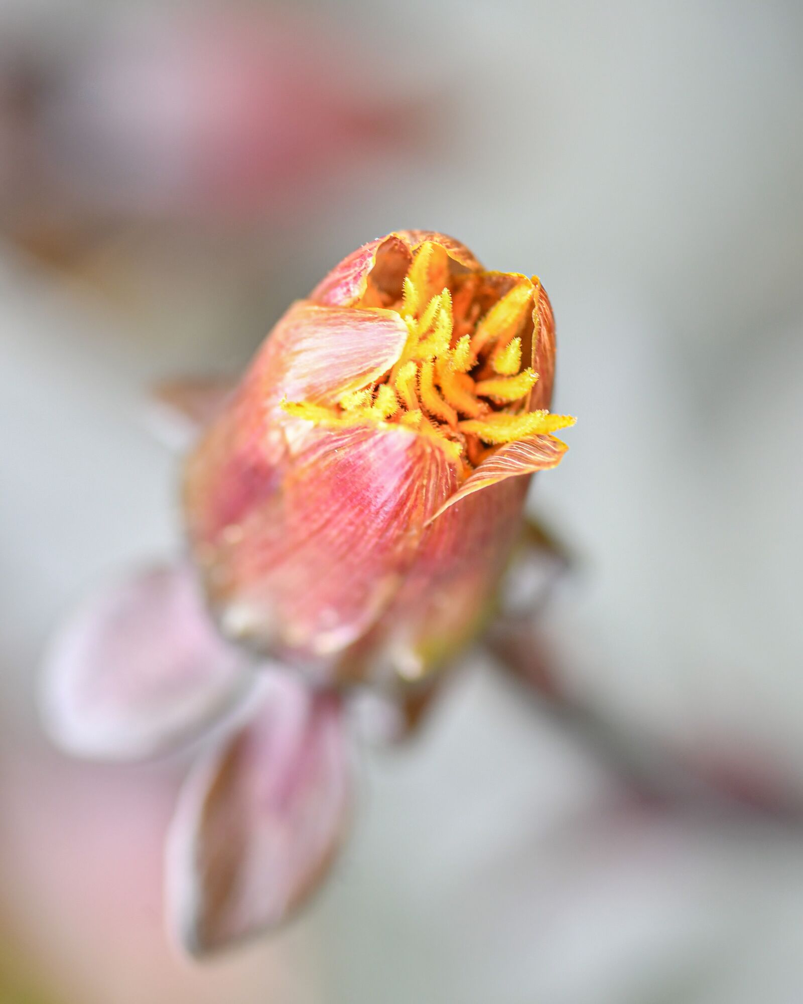 Nikon D500 + Tokina AT-X Pro 100mm F2.8 Macro sample photo. Flower, bud, plant photography