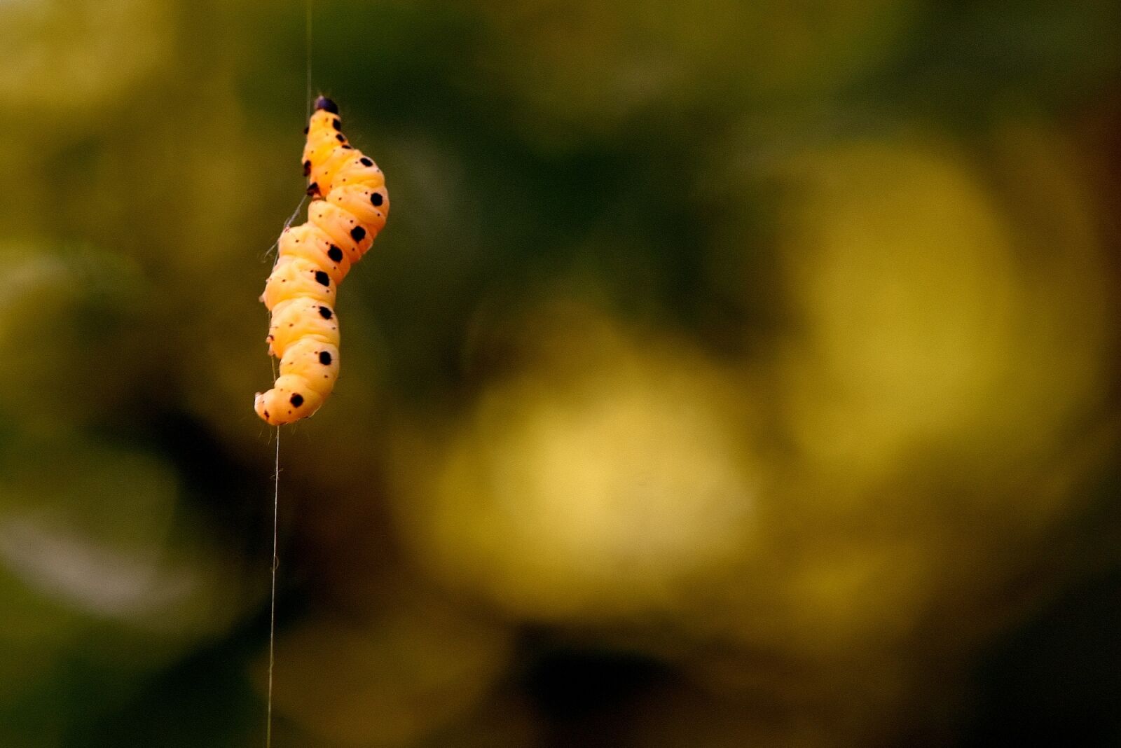 Nikon D7200 sample photo. Larva, wax moth, galleriinae photography