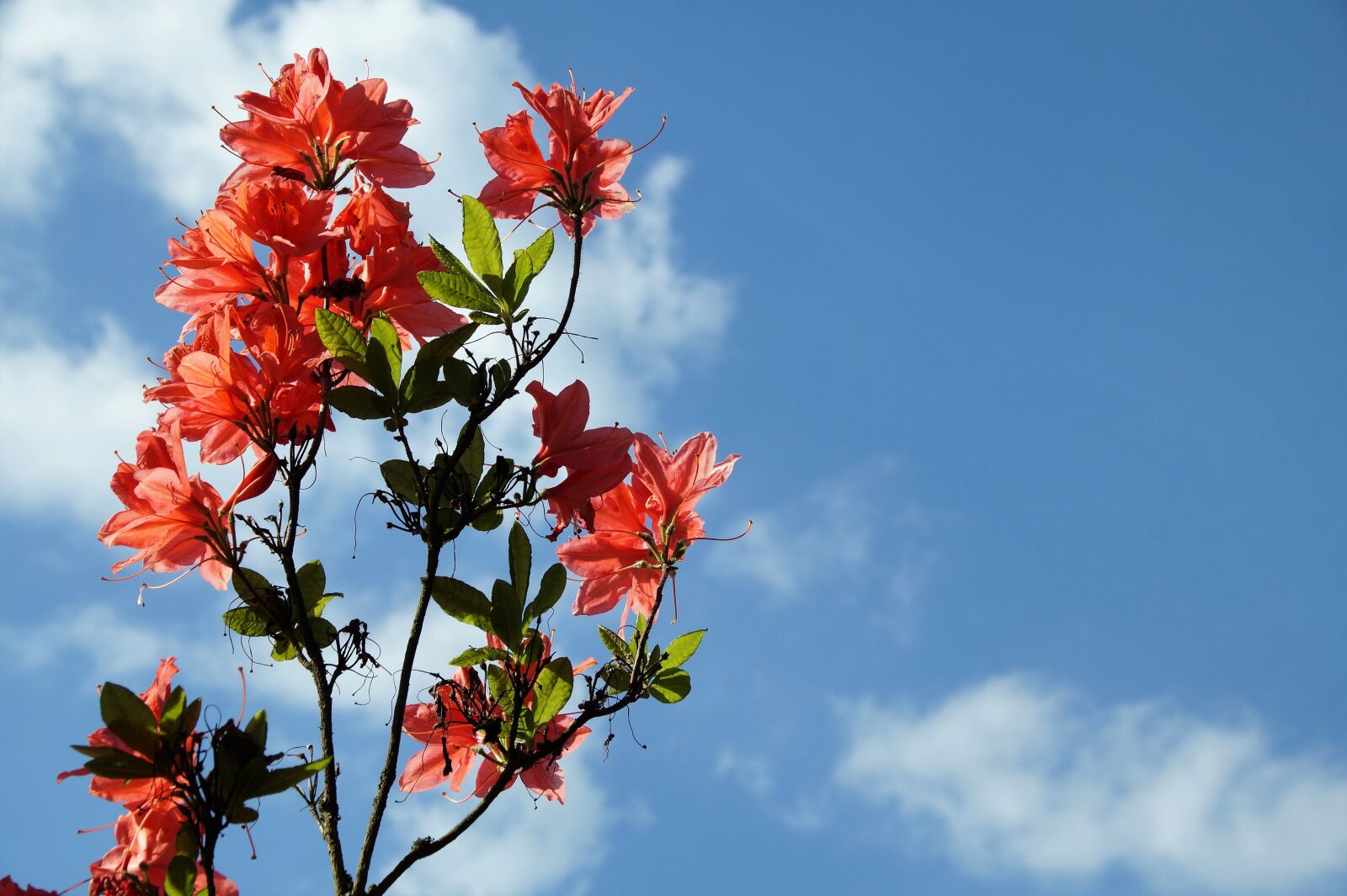 Sony SLT-A58 sample photo. Azalea, branch, flowering photography