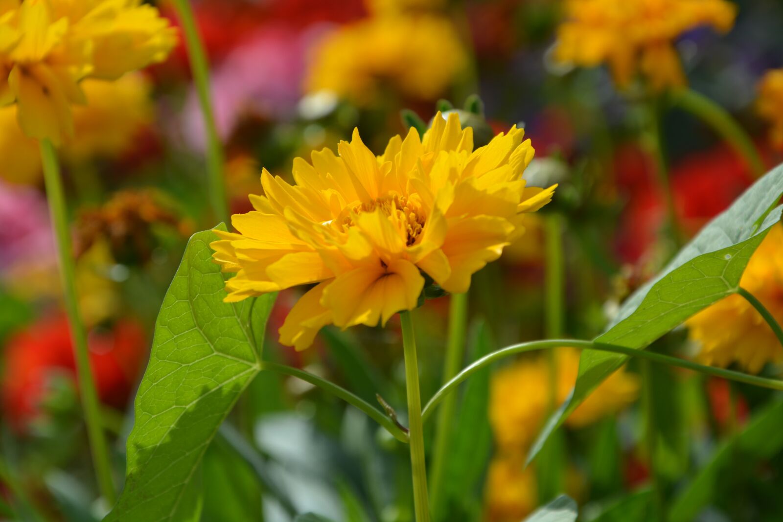 Nikon D5200 sample photo. Yellow flower, garden solid photography