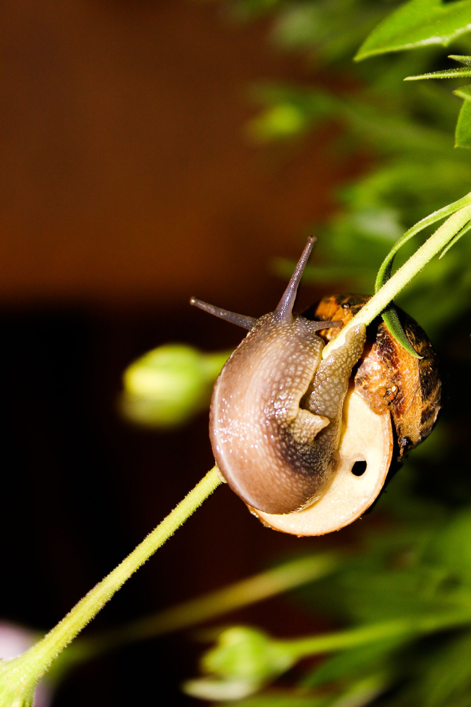 Canon EOS 600D (Rebel EOS T3i / EOS Kiss X5) sample photo. Snail, animal, nature photography