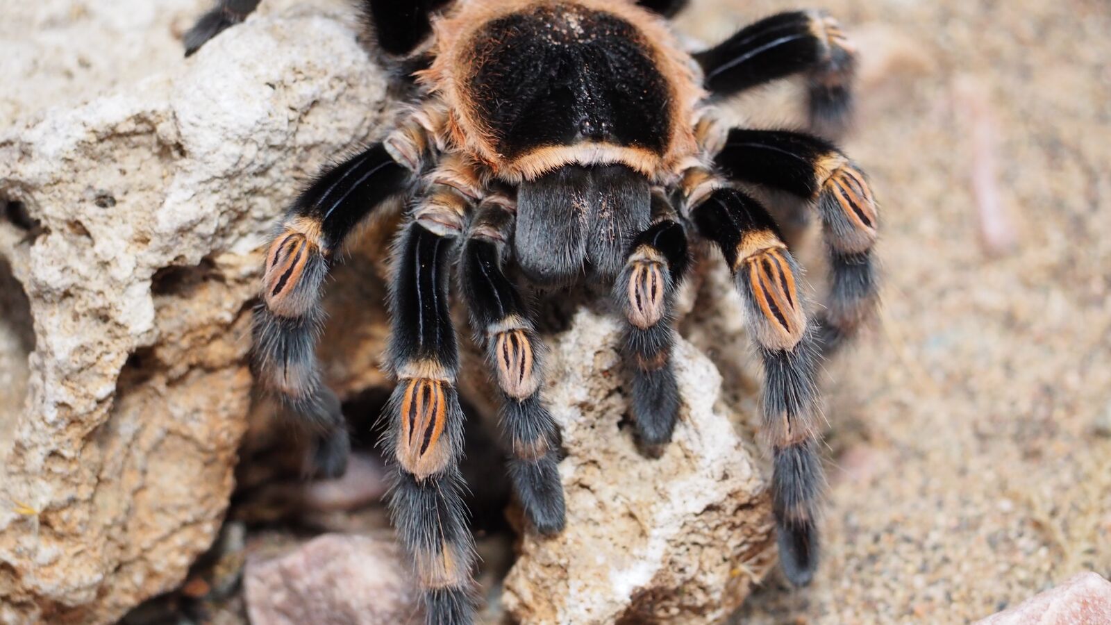 Olympus OM-D E-M10 II sample photo. Tarantula, spider, animal photography