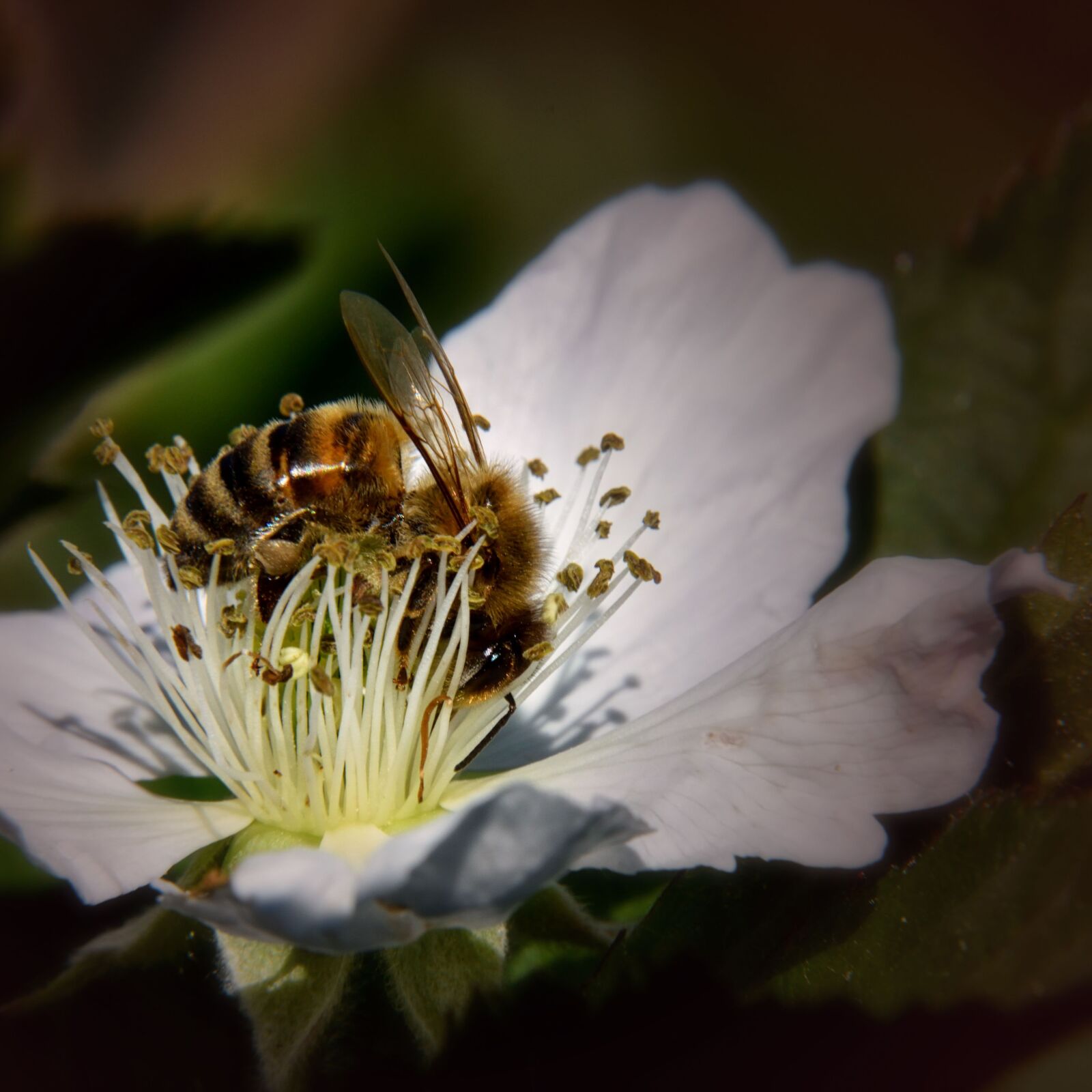 Nikon D5500 sample photo. Blackberry, wild bee, plant photography