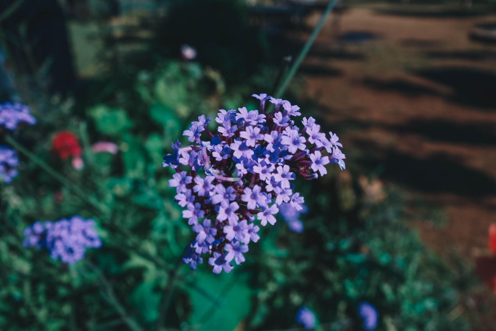 Sony Cyber-shot DSC-RX100 II sample photo. Beautiful, flowers, violet, flower photography