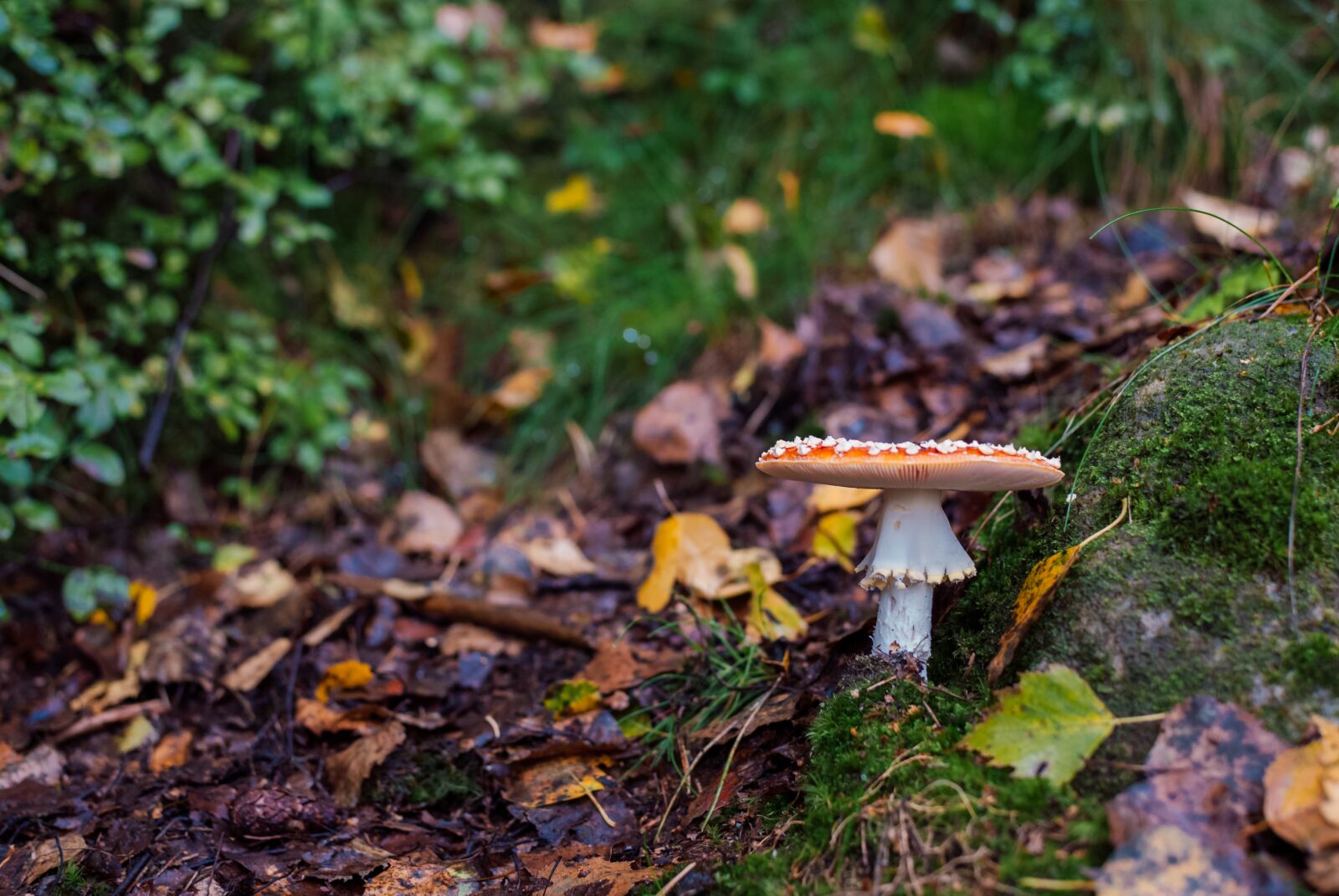 Nikon D200 sample photo. Amanita, mushroom, forest photography