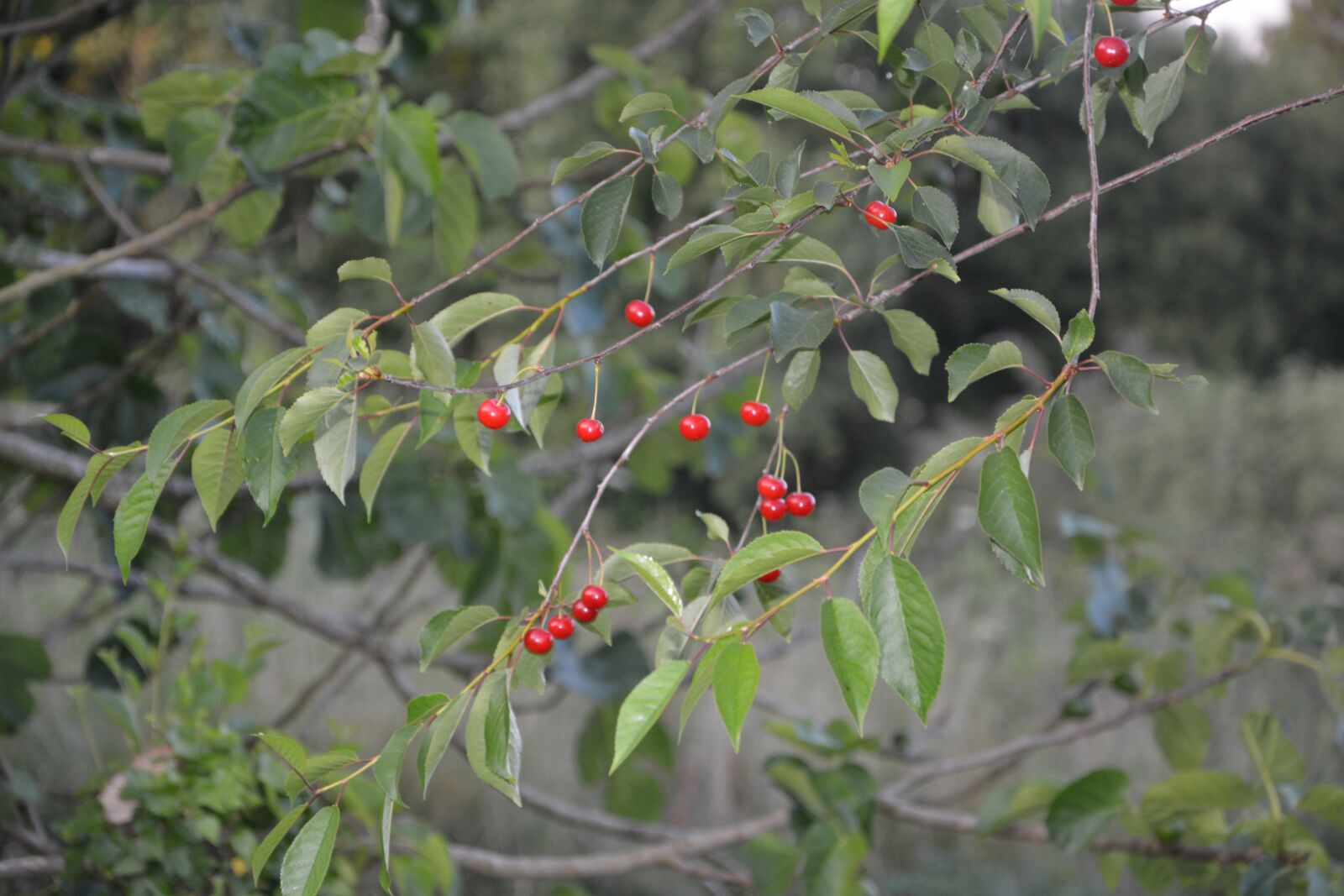 Nikon D5200 sample photo. Cherries, leaf, cherry photography