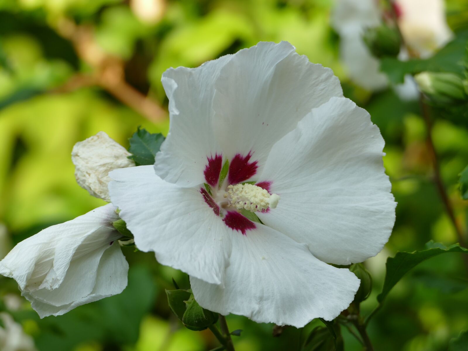 Panasonic Lumix DMC-FZ1000 sample photo. Hibiscus, white, close up photography