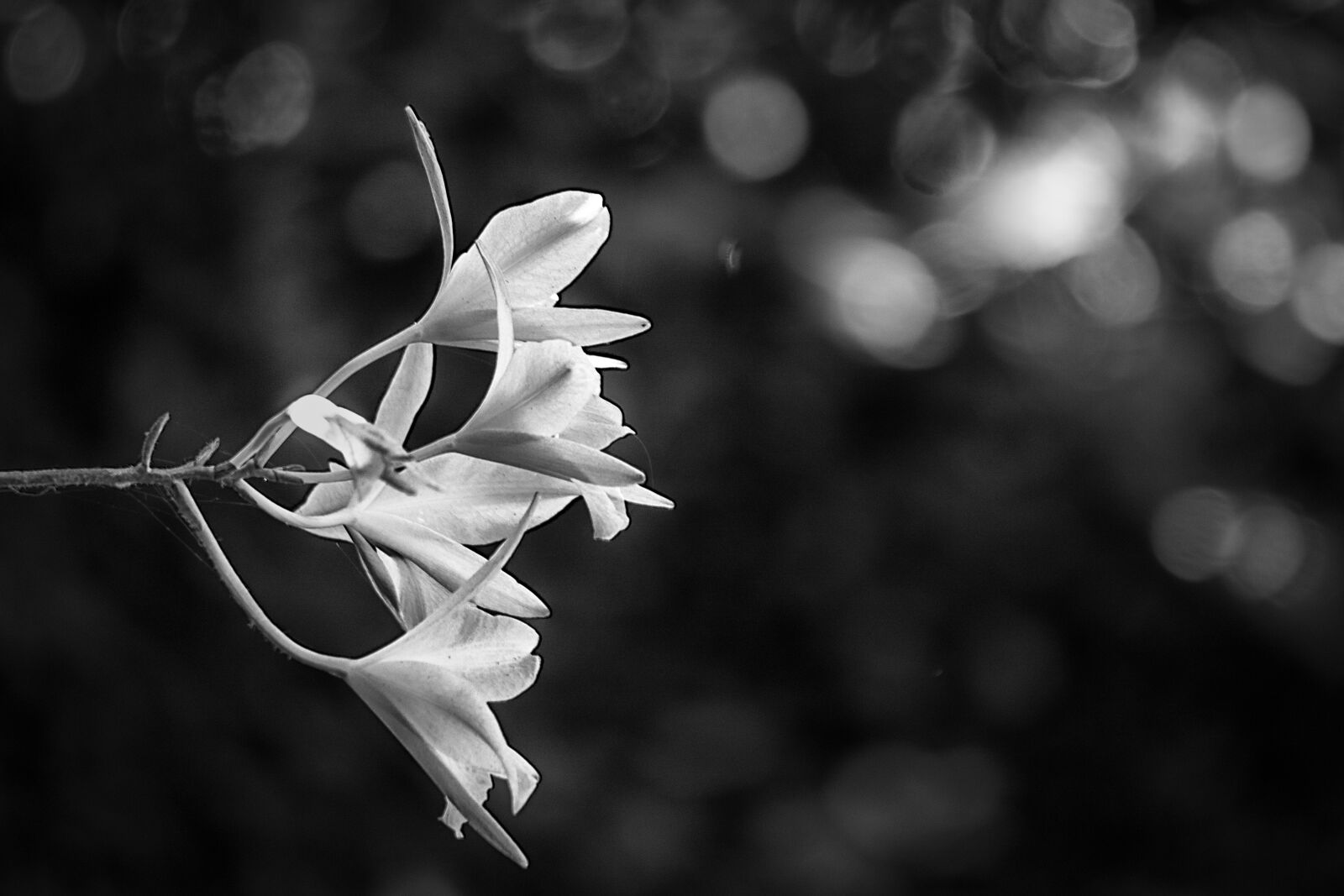 Sony E 55-210mm F4.5-6.3 OSS sample photo. Flower, petals, black and photography