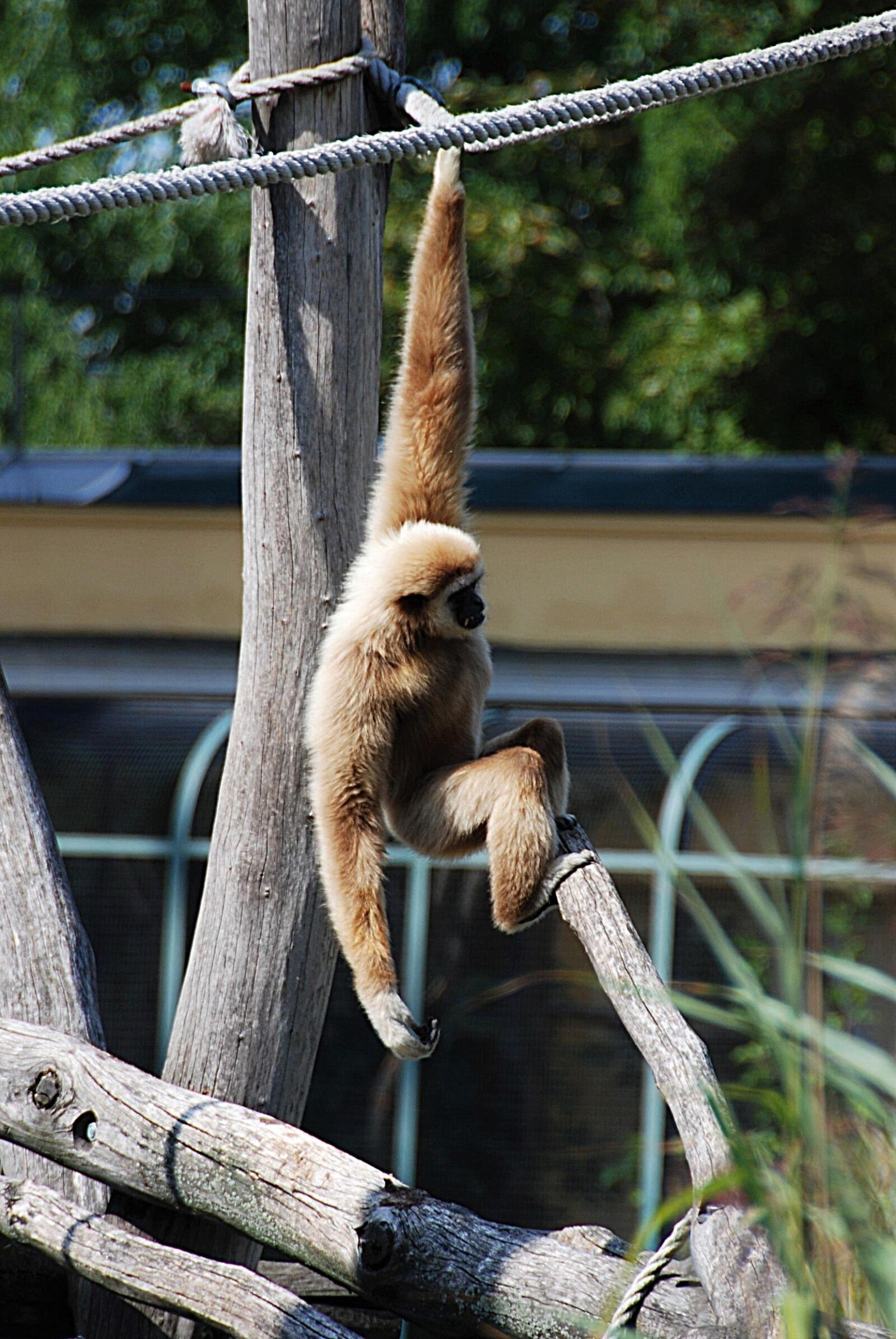 Nikon D80 sample photo. Gibbon, zoo, balance photography