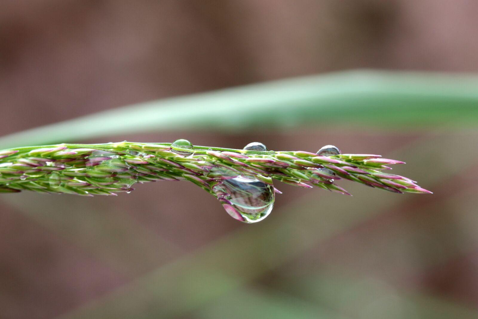 Canon EOS 650D (EOS Rebel T4i / EOS Kiss X6i) sample photo. Blade of grass, raindrop photography