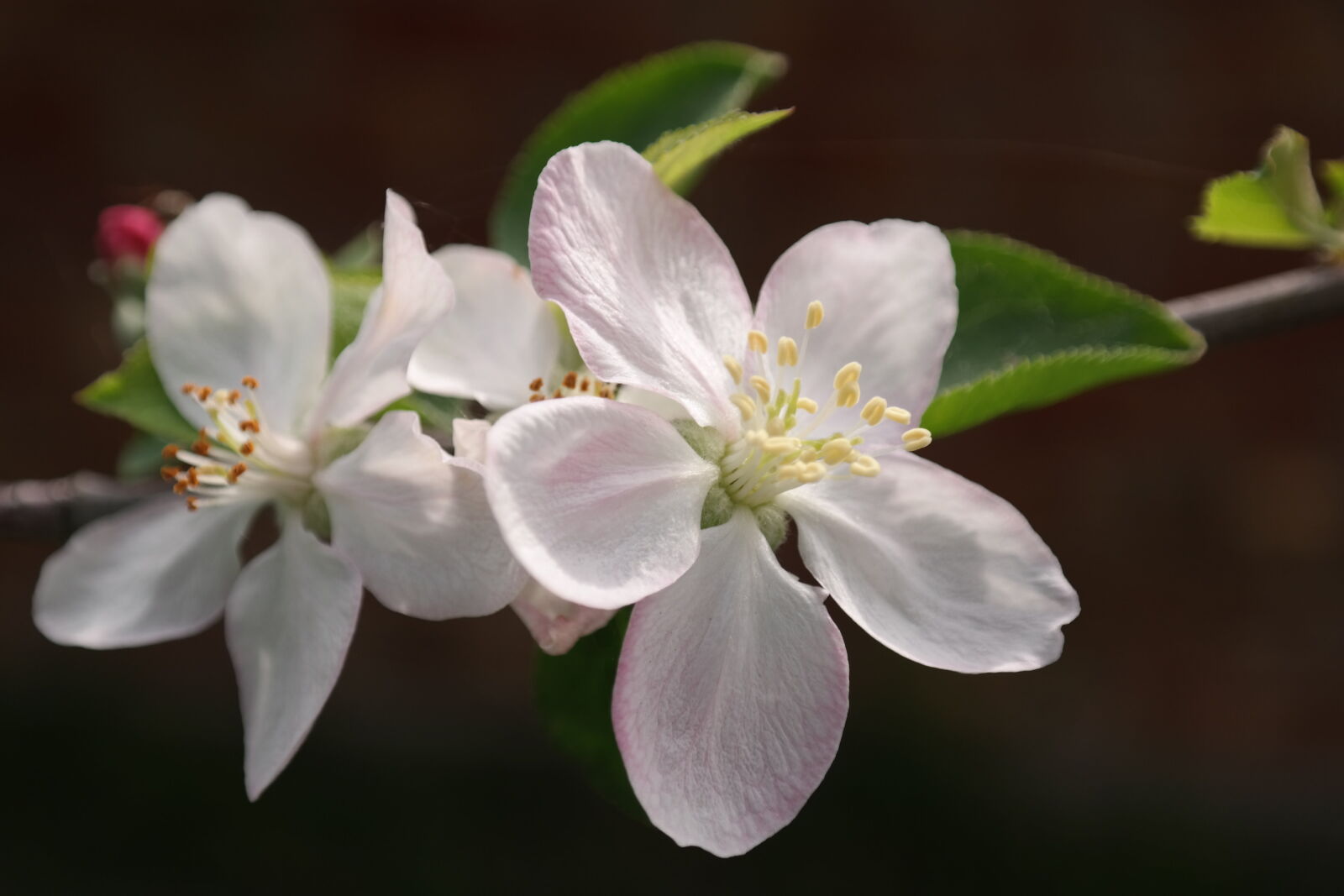 Samsung NX300 sample photo. Apple, tree, bloom, close photography